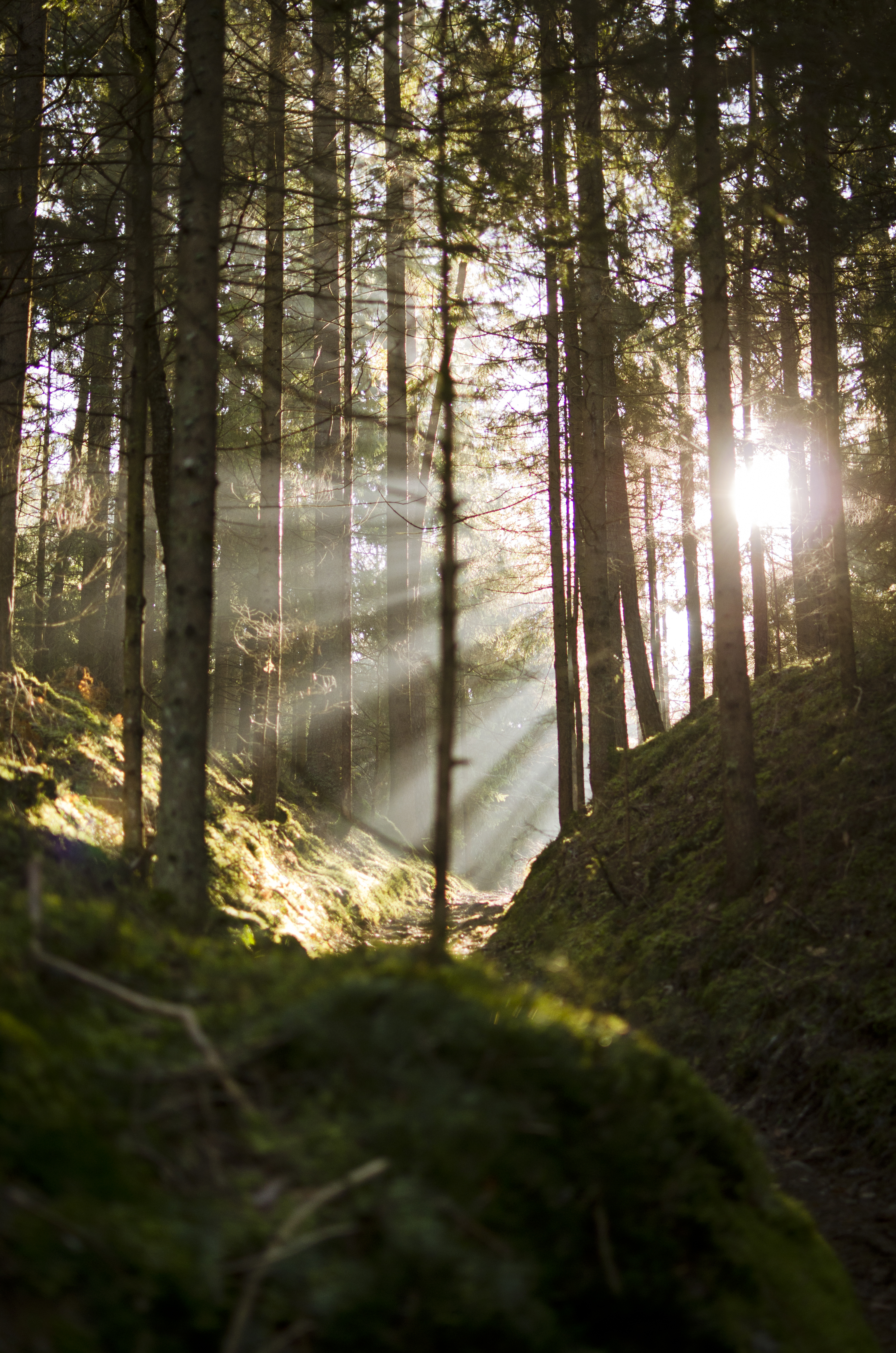 nature, trees, beams, rays, forest, branches