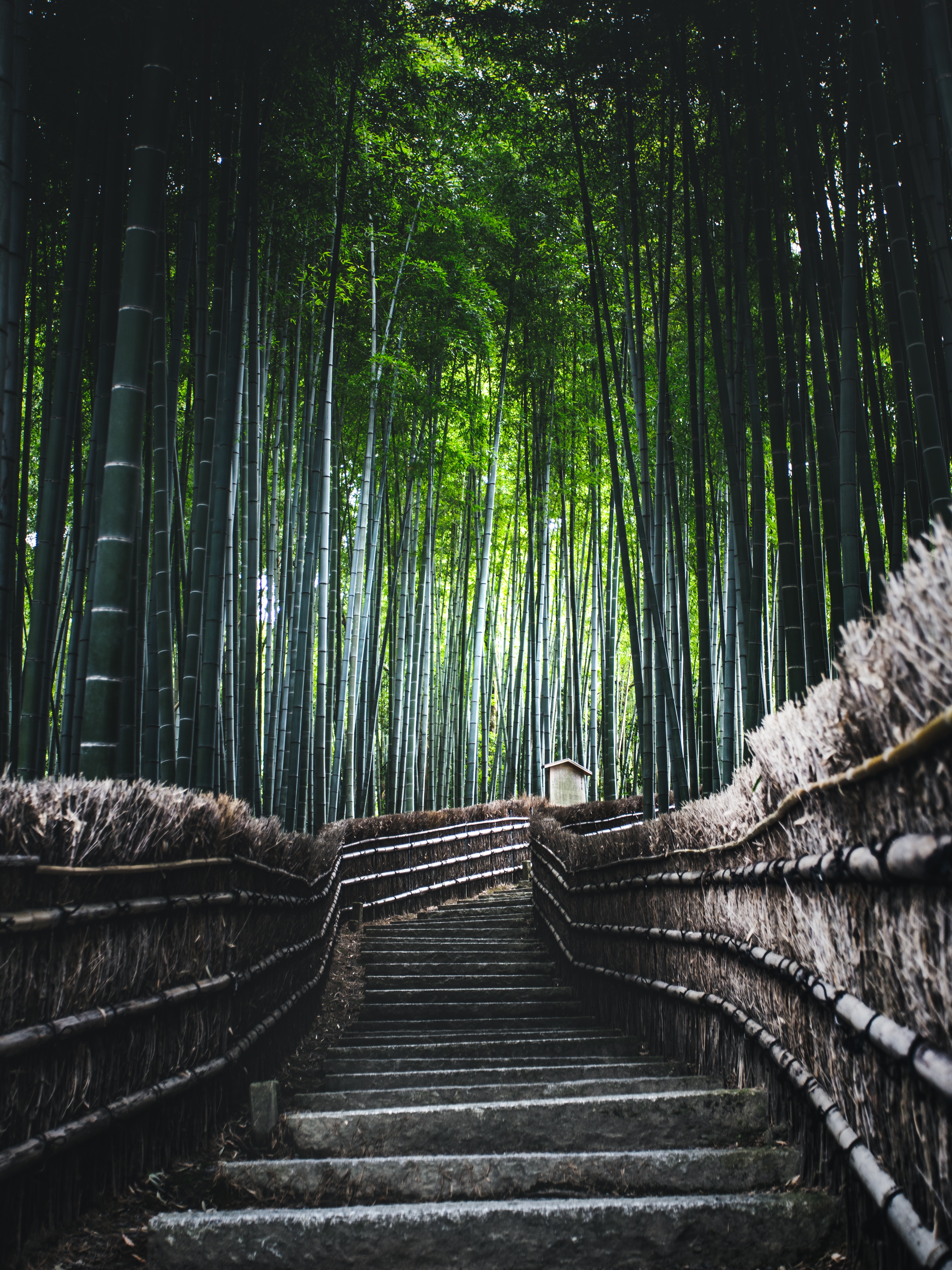 bamboo, nature, forest, trees, stairs, ladder QHD