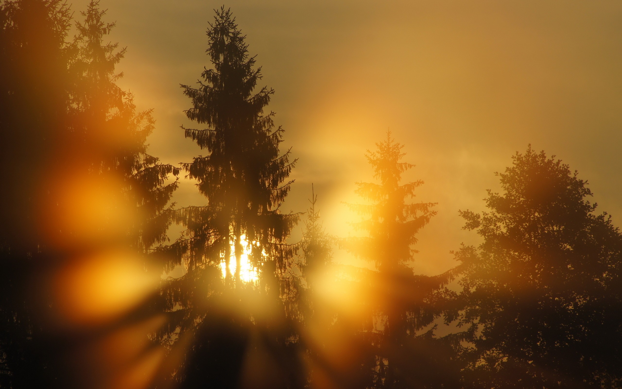 Туман бывает вечером. Солнце сквозь лес. Зимний лес солнце. Лучи солнца. Свет в лесу.