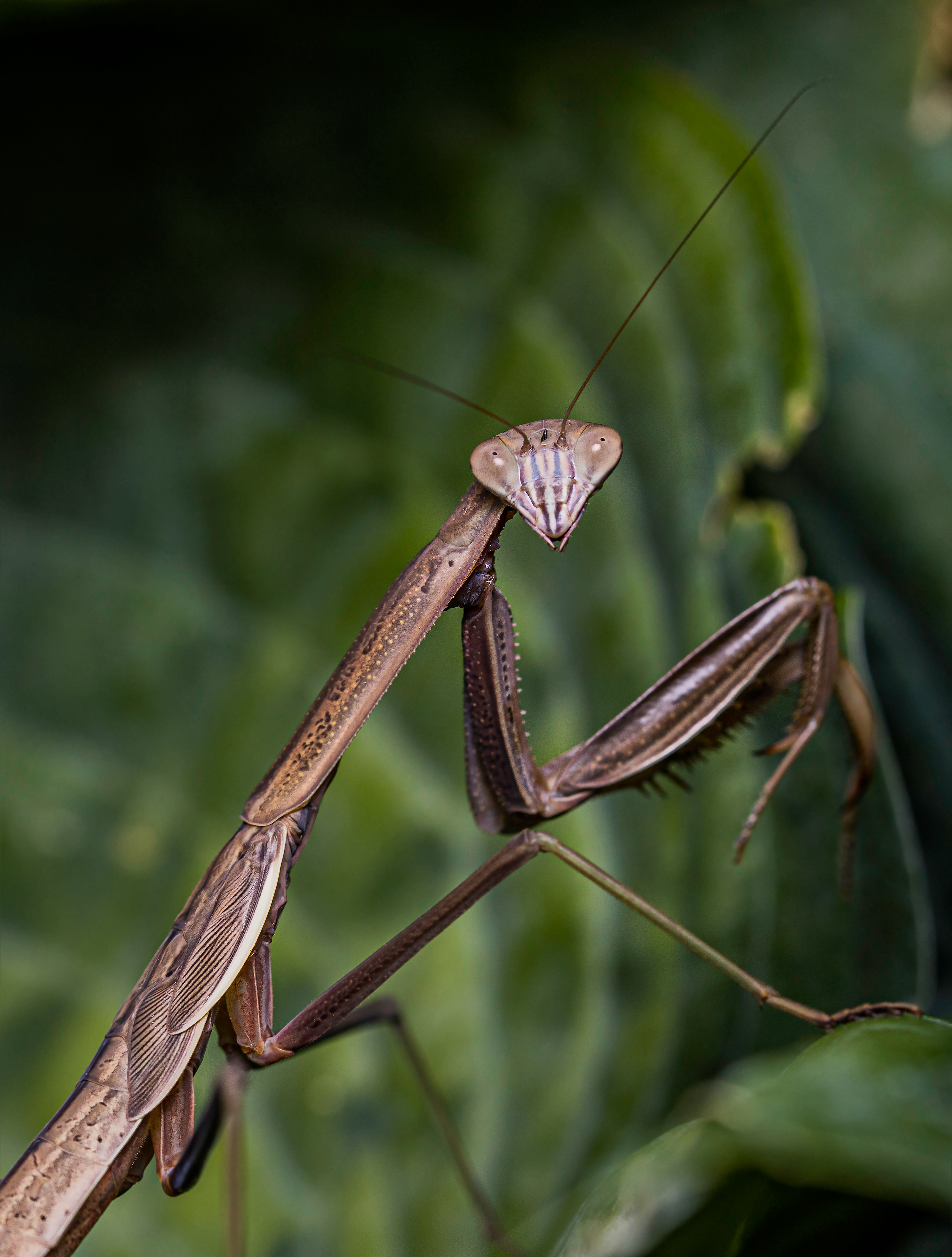 insect, animals, macro, mantis, focus wallpaper for mobile