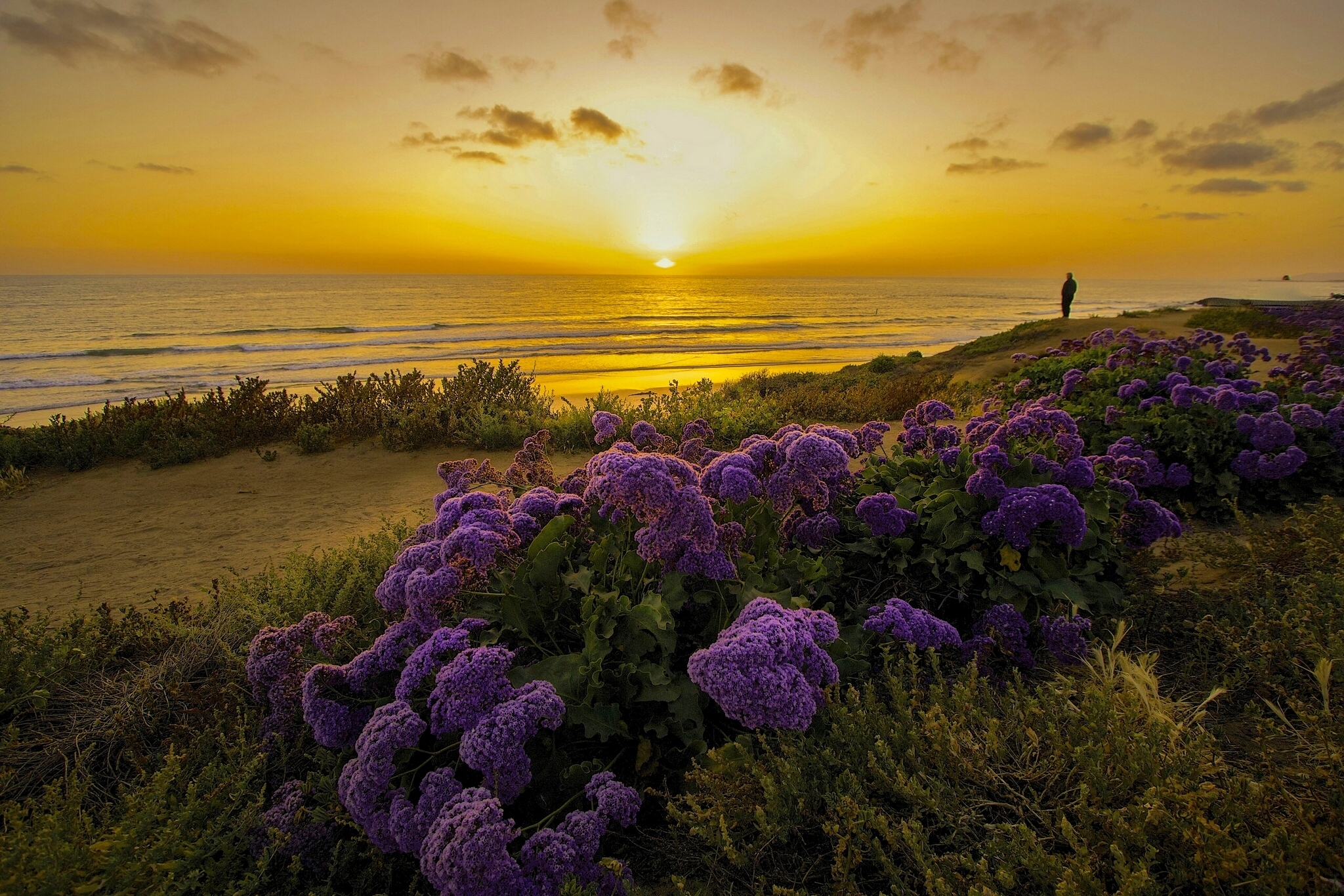 Download mobile wallpaper Pacific Ocean, California, Shore, Bank, Nature, Sunset, Flowers for free.