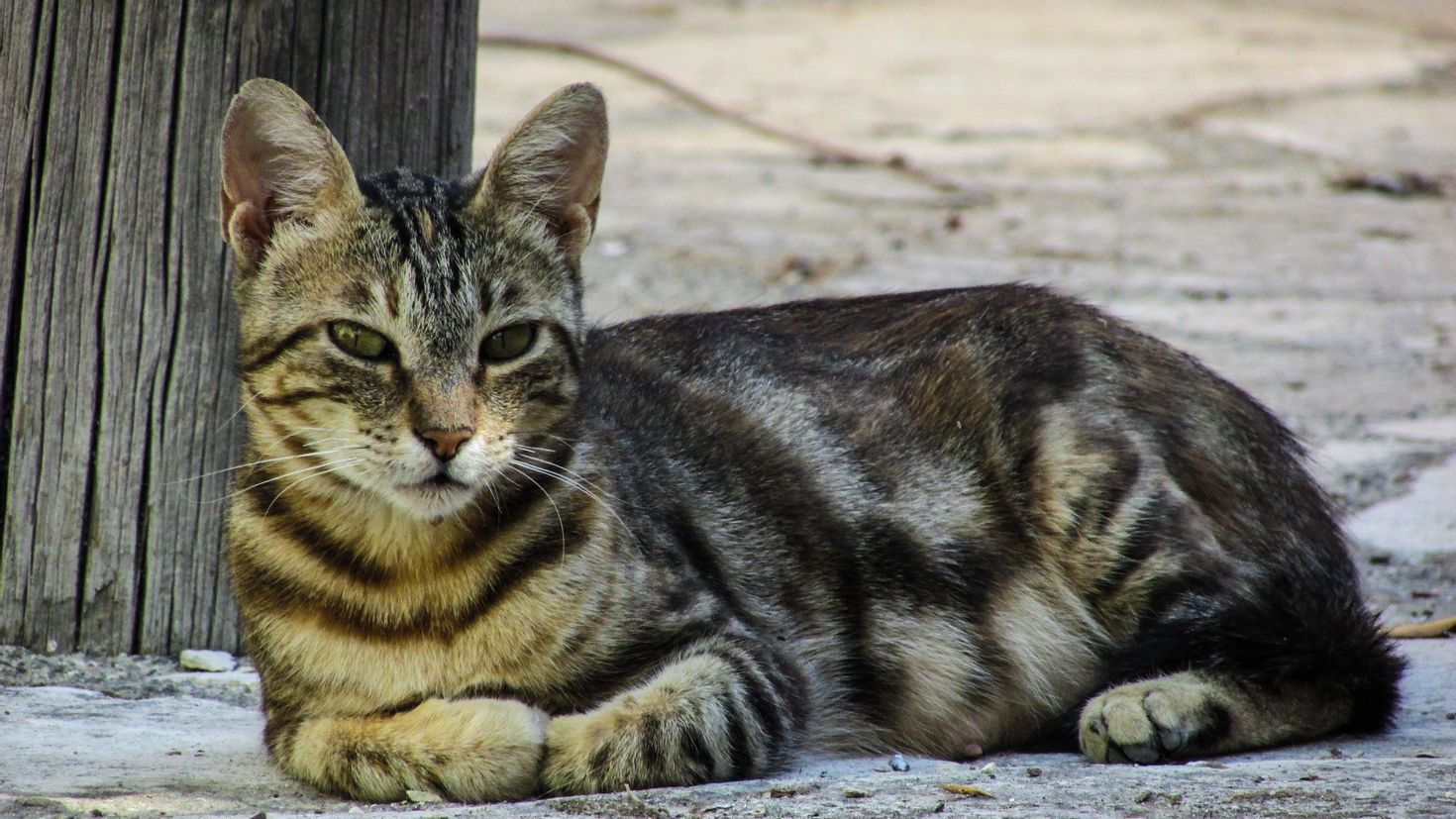 Картинка кот лежит