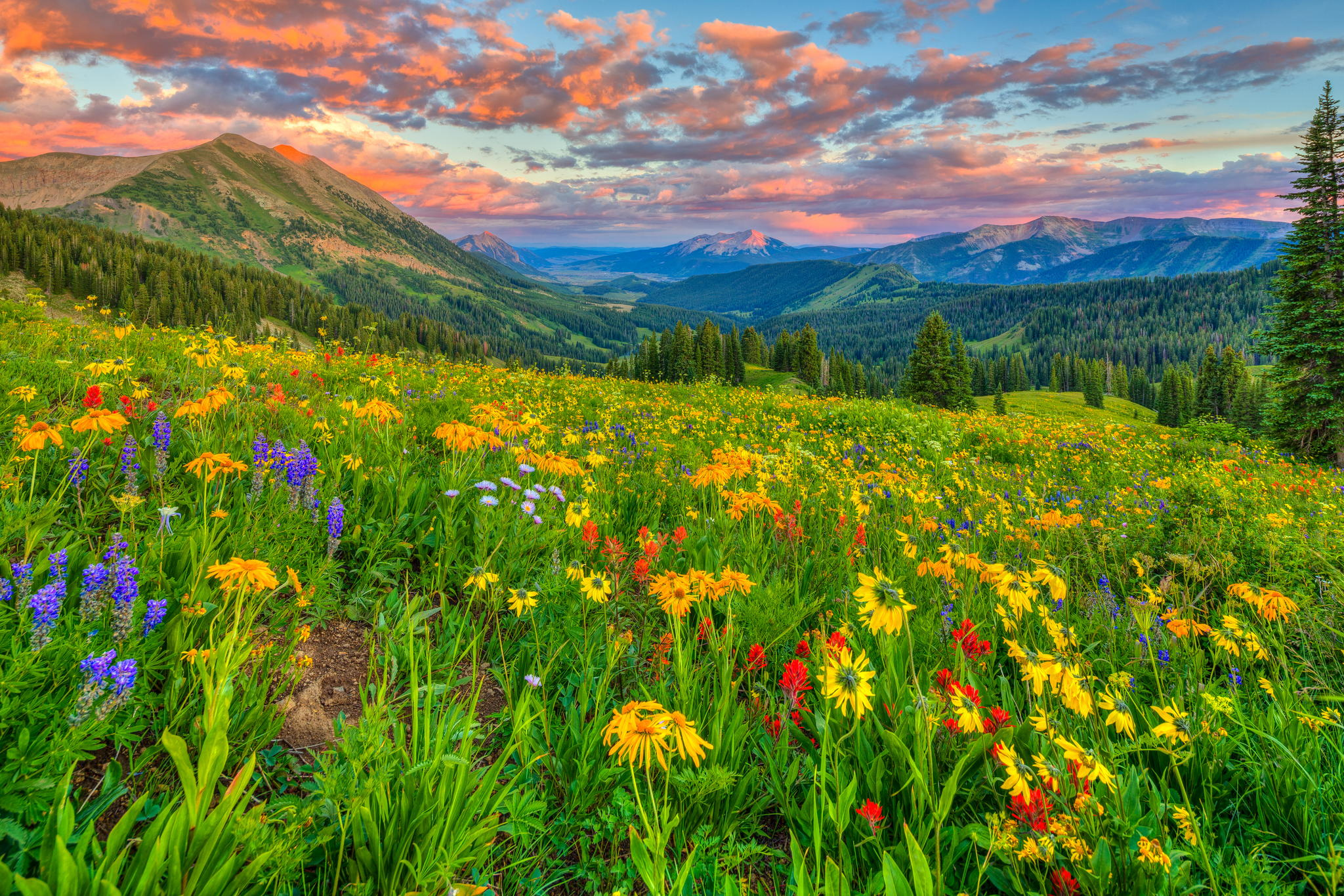 Природа горы цветы