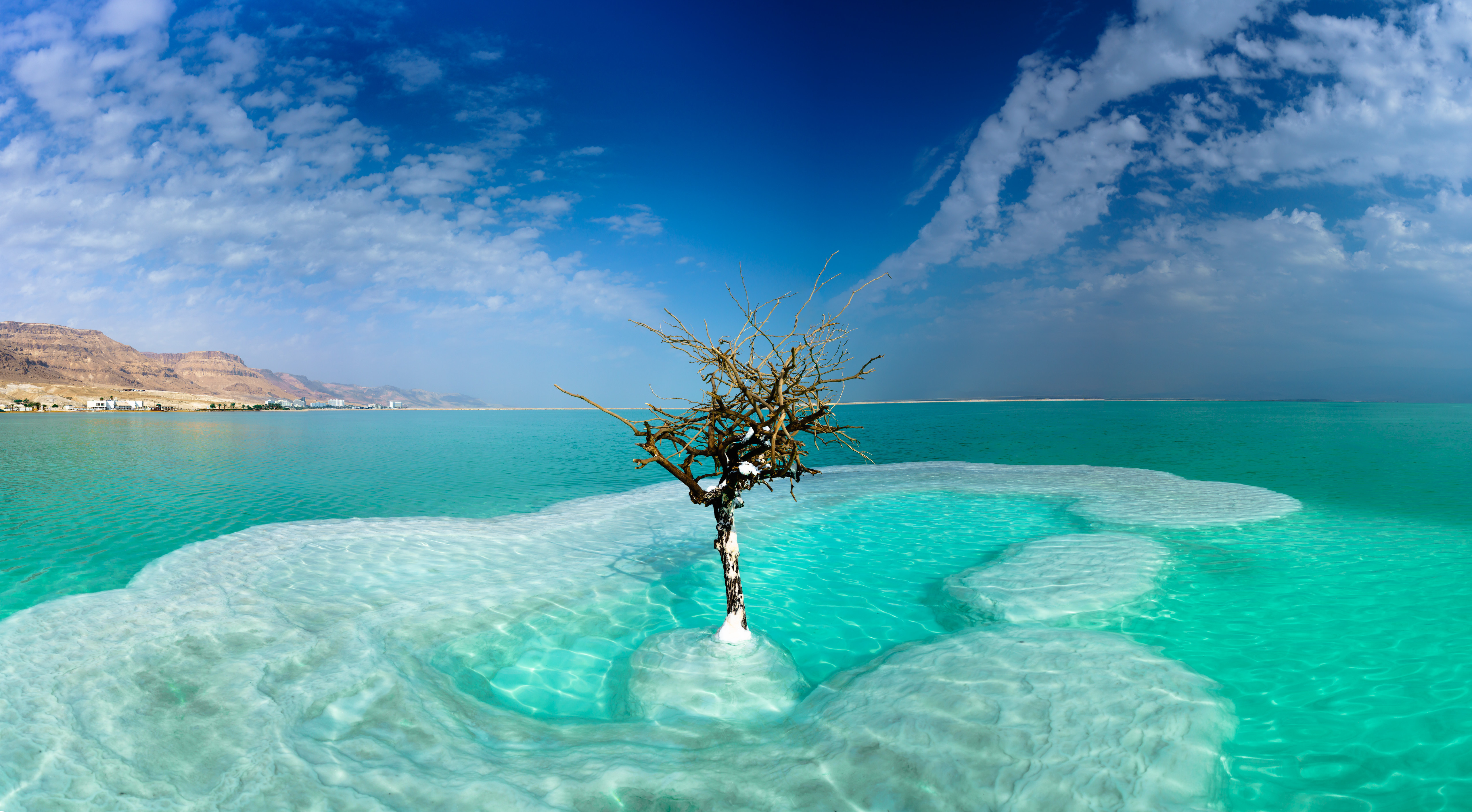 Мертвое море остров с деревом