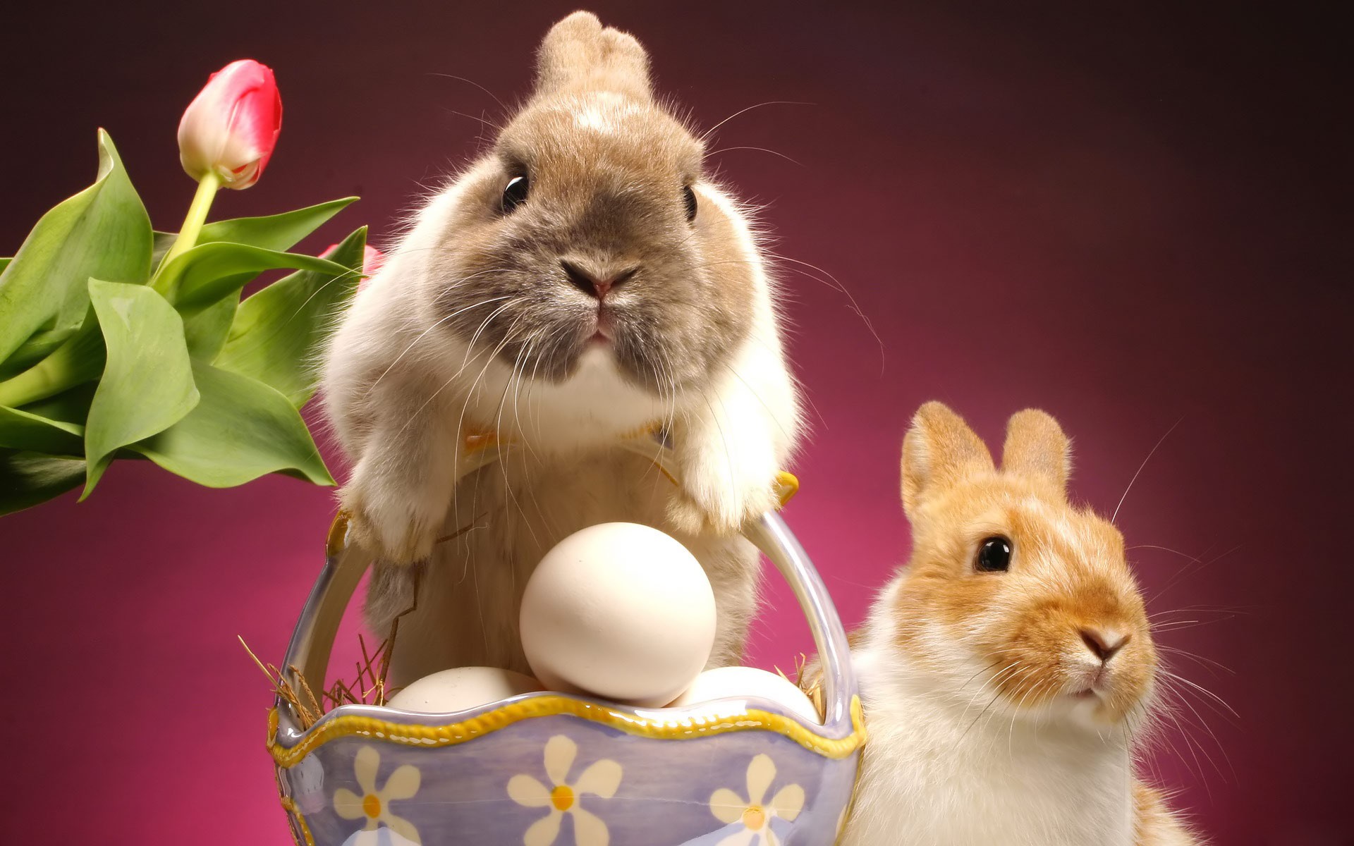 554102 скачать картинку животные, кролик, милые, пасха, яйцо - обои и заставки бесплатно