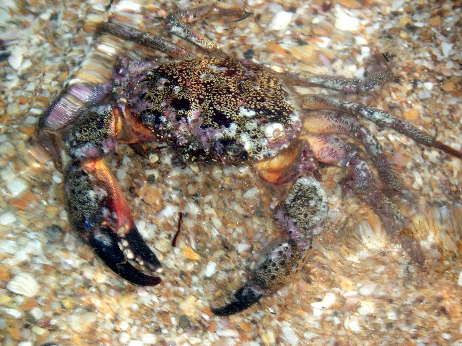 Download mobile wallpaper Crabs, Animals for free.