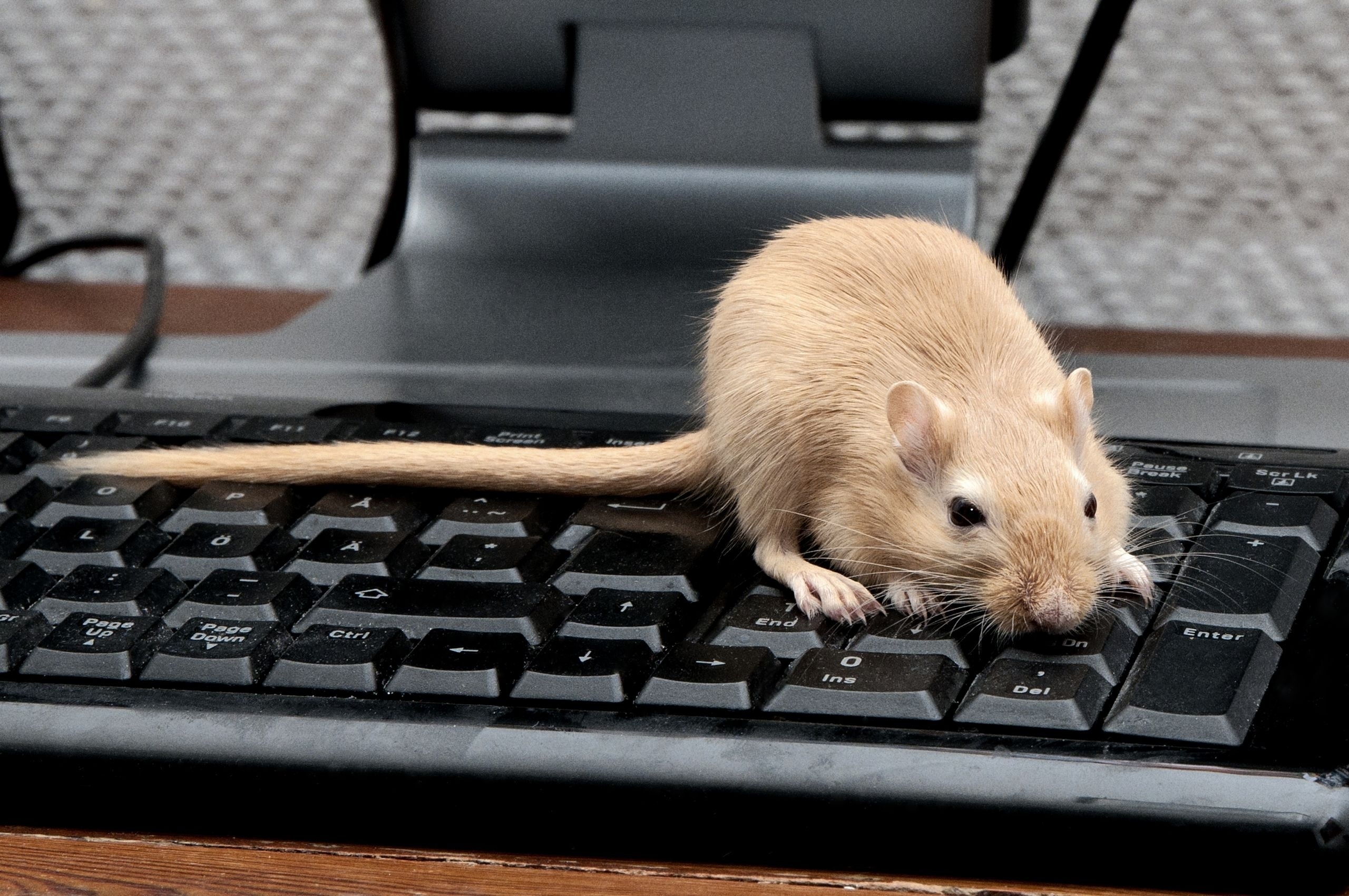 Скачать обои бесплатно Крыса, Лазать, Мышь, Животные, Грызун, Клавиатура картинка на рабочий стол ПК