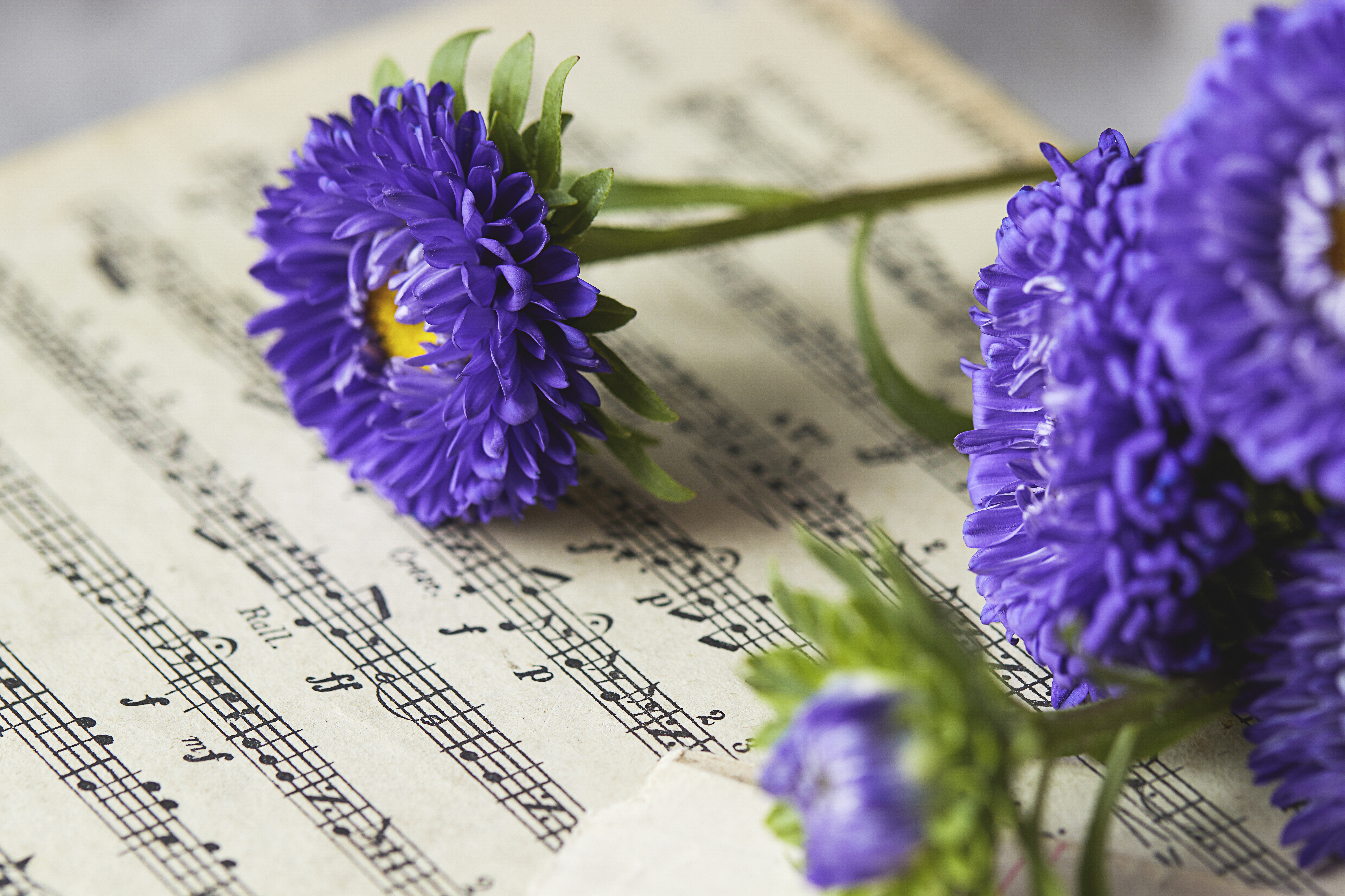 music, flowers, violet, purple, notes, daisies