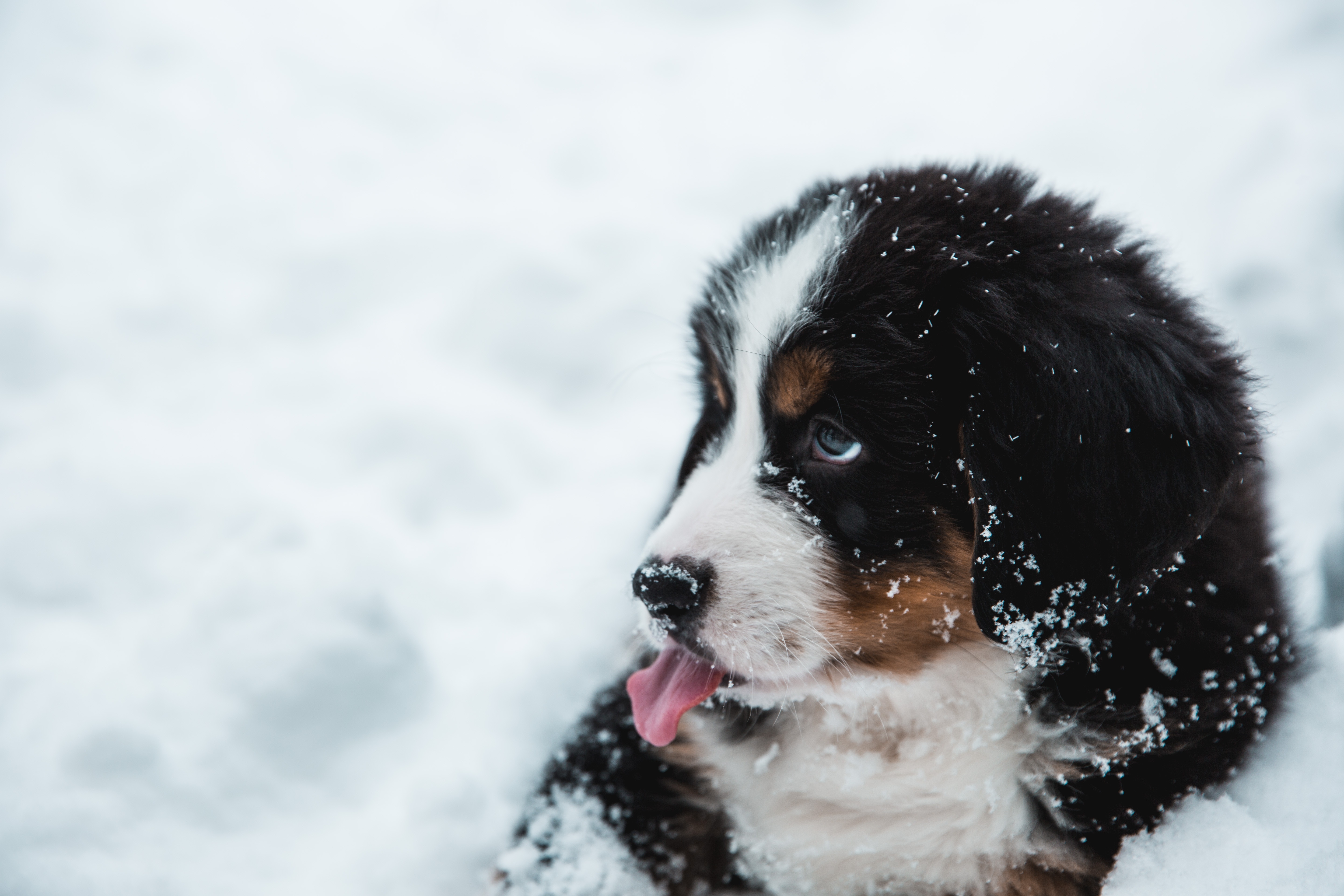 Download mobile wallpaper Tongue Stuck Out, Protruding Tongue, Snow, Dog, Puppy, Animals for free.