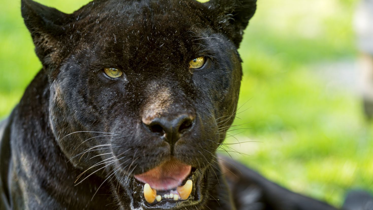 Черный зверь 1. Черная пантера Ягуар. Пантера Ягуар Пума Кугуар. Нерон черный Ягуар. Пантера Шварцера» (2014; черная пантера ).