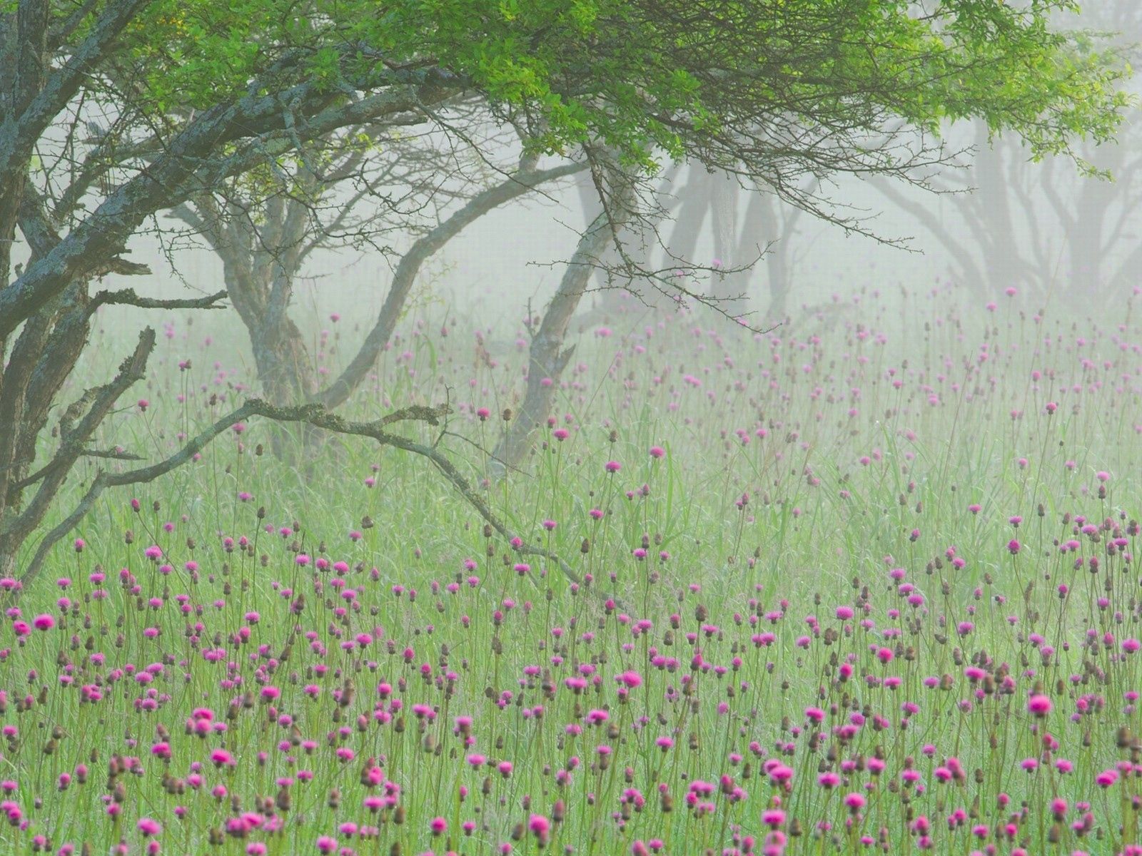 69934 скачать обои туман, утро, природа, цветы, дерево, ветви - заставки и картинки бесплатно
