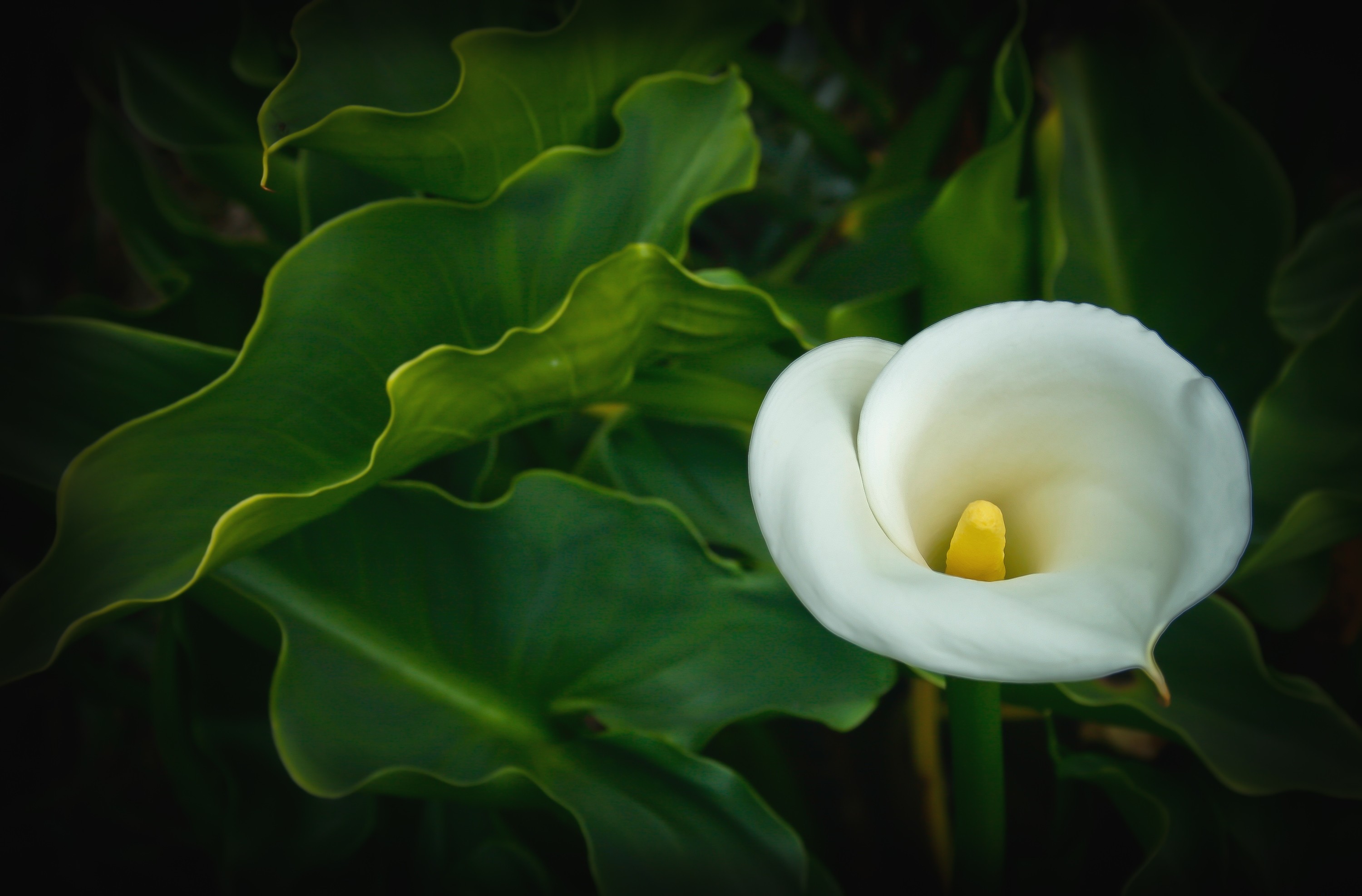 earth, calla lily, calla, flowers phone background