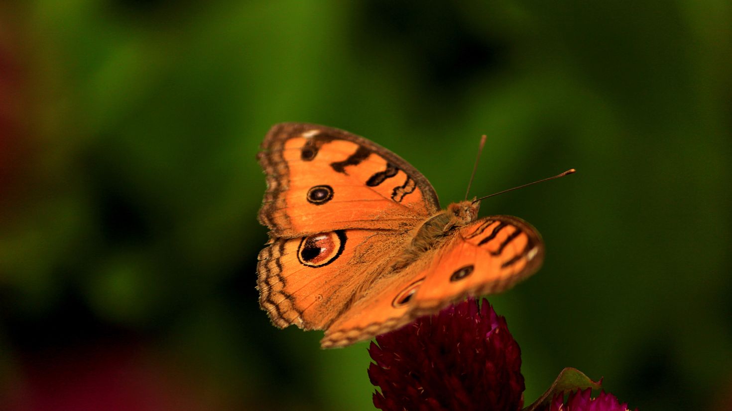 Бабочки влетают в дом. Бабочка Шоколадница и павлиний глаз. Бабочка Шоколадница-крапивница. Гусеница бабочки шоколадницы. Бабочка Шоколадница самка.