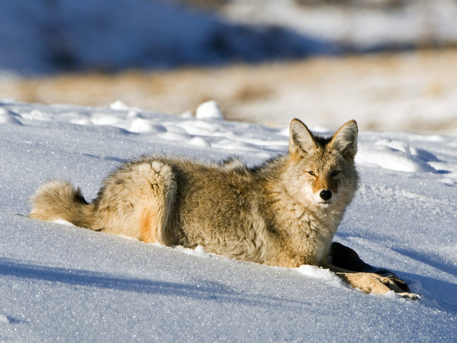 1079342 descargar imagen animales, coyote: fondos de pantalla y protectores de pantalla gratis