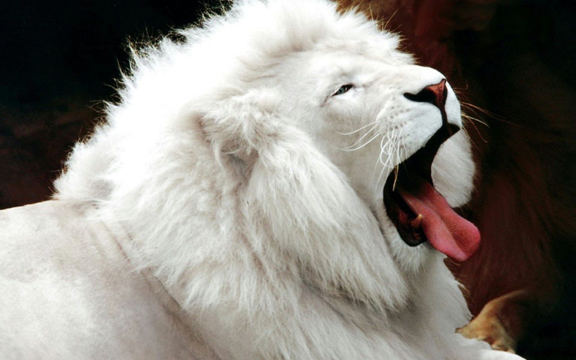 Télécharger des fonds d'écran Lion Blanc HD