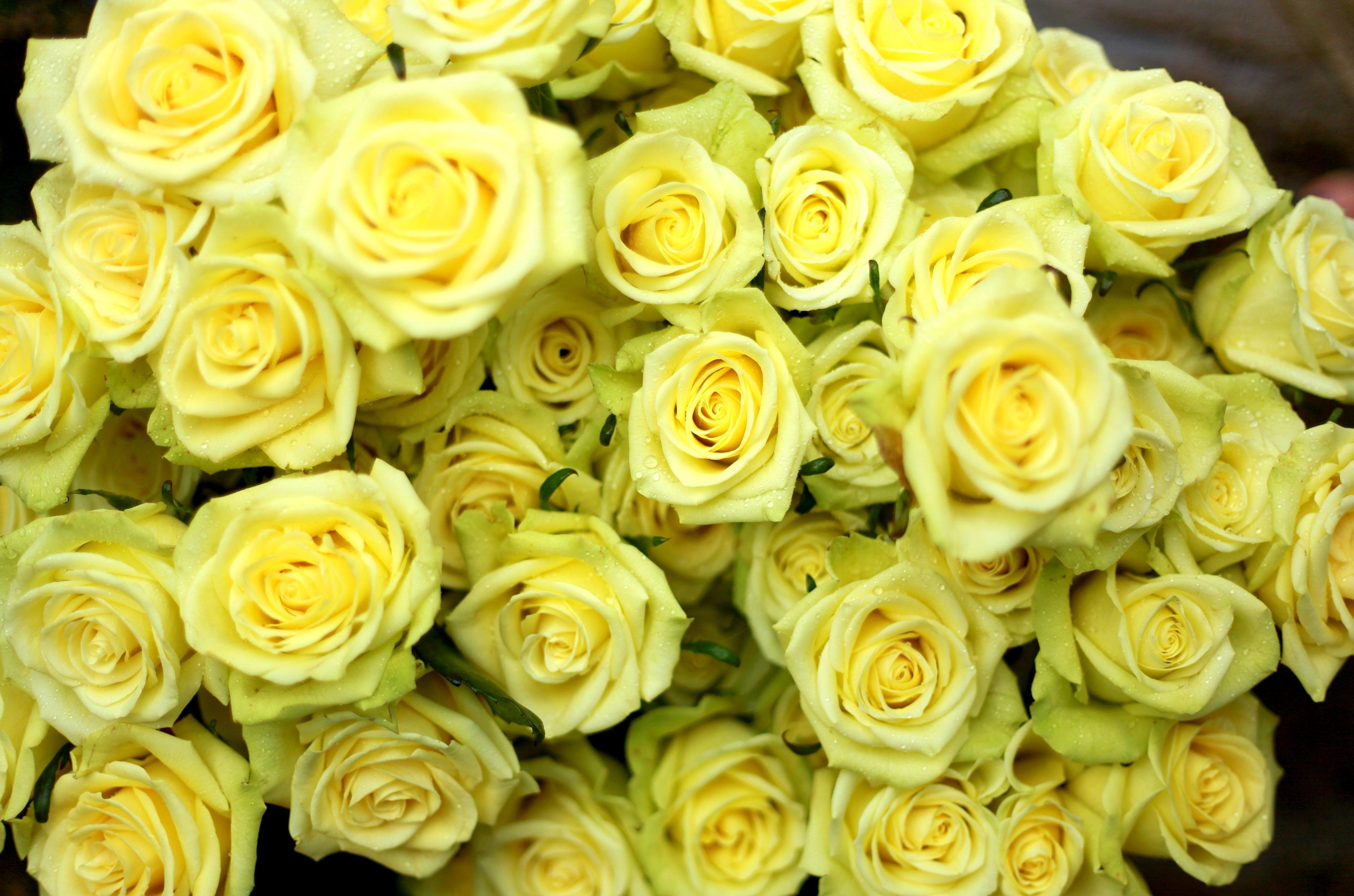 Laden Sie das Nass, Strauß, Drops, Bouquet, Blumen, Roses-Bild kostenlos auf Ihren PC-Desktop herunter