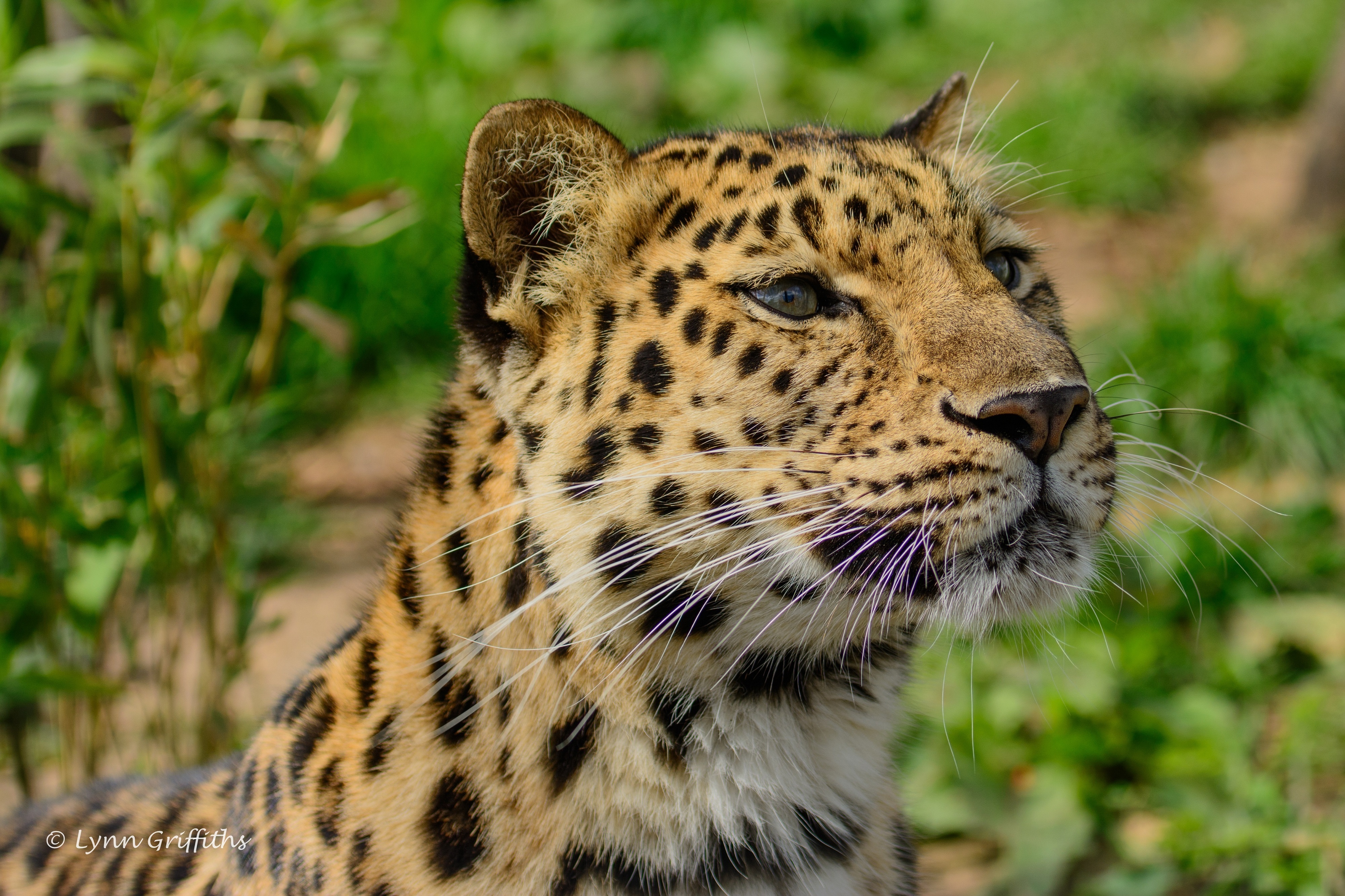 Download mobile wallpaper Muzzle, Animals, Amur Leopard, Wildcat, Wild Cat, Predator for free.
