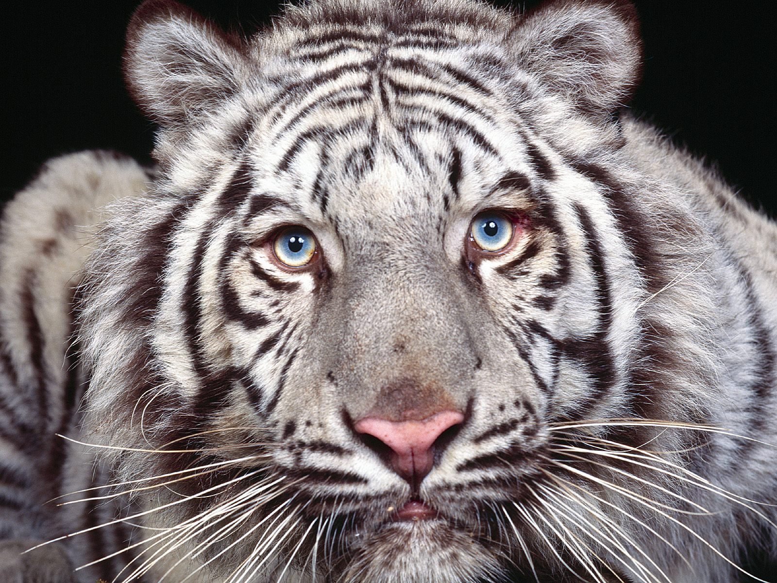 tiger, animal, white tiger, cats