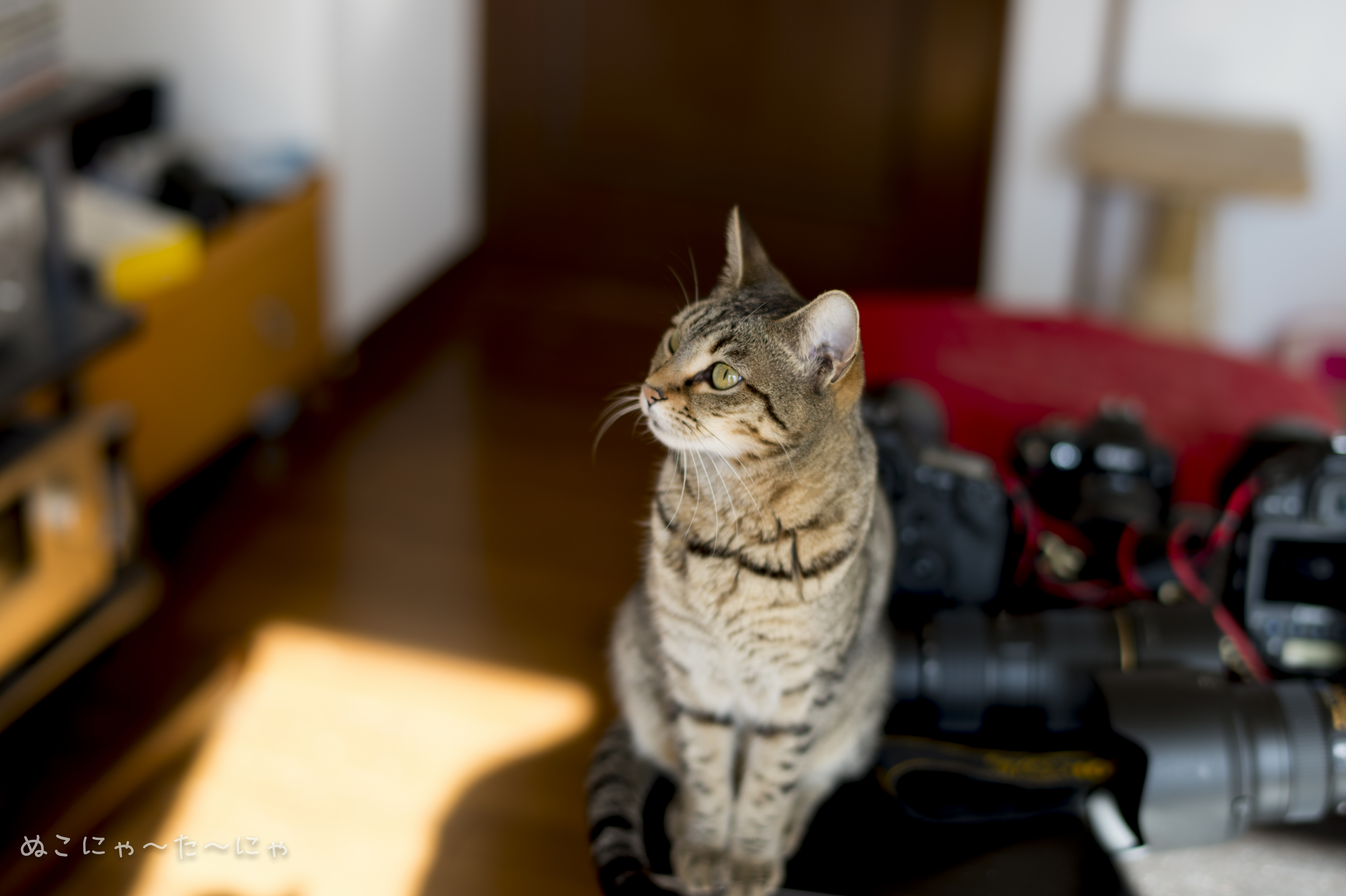 Cats webcam. Кошка с камерой. Комната для кошек. Кошка с видеокамерой. Cat в камеру.