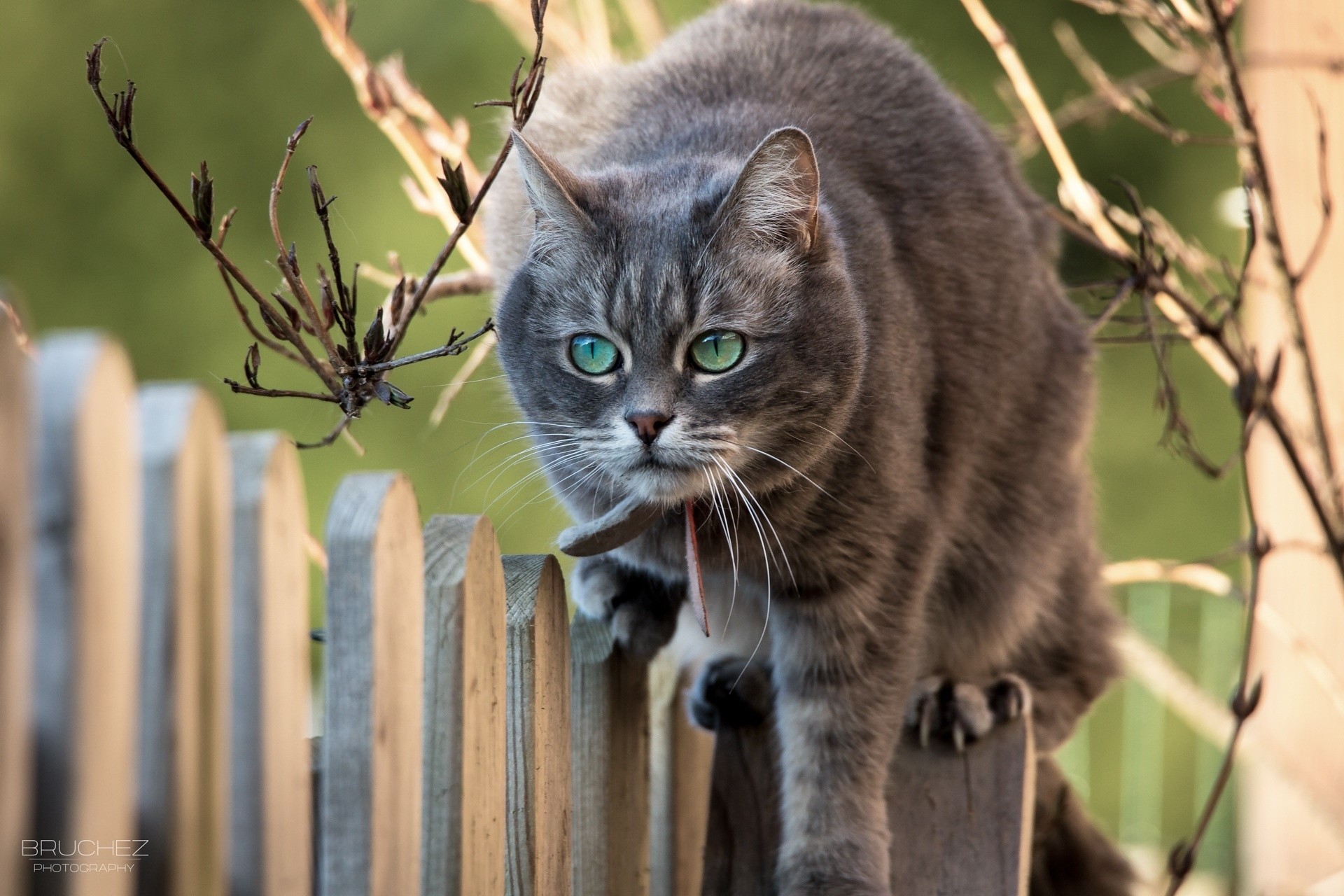 Download mobile wallpaper Animals, Muzzle, Fence, Branches, Cat for free.