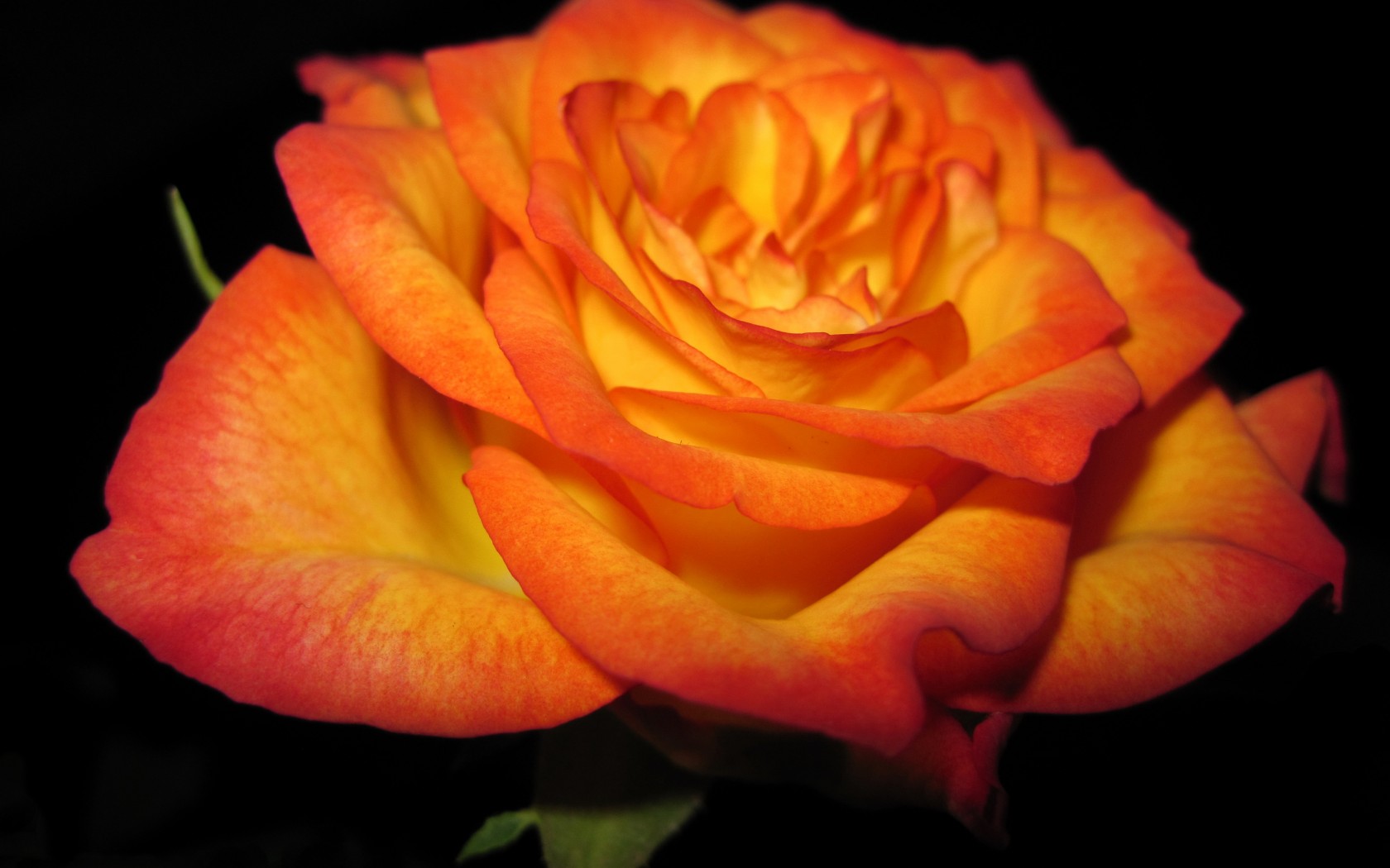 Ярко Оранжевые Розы Сорта