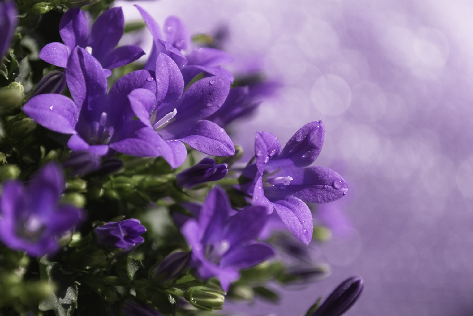 Download mobile wallpaper Lilac, Bouquet, Macro for free.