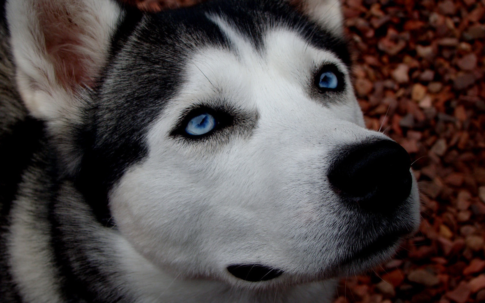 Хаски собака фото с голубыми глазами