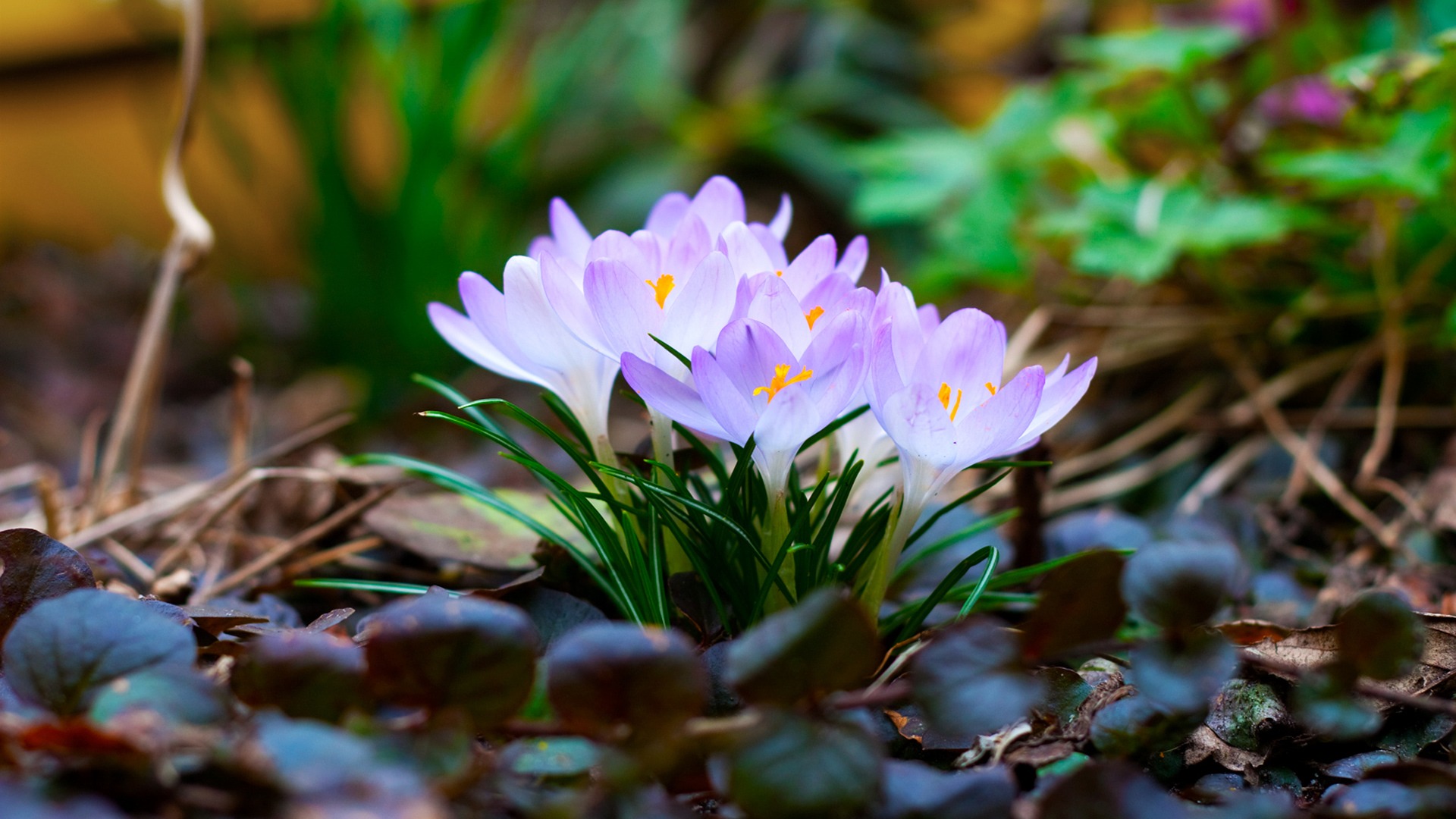 earth, crocus, flower, flowers for android