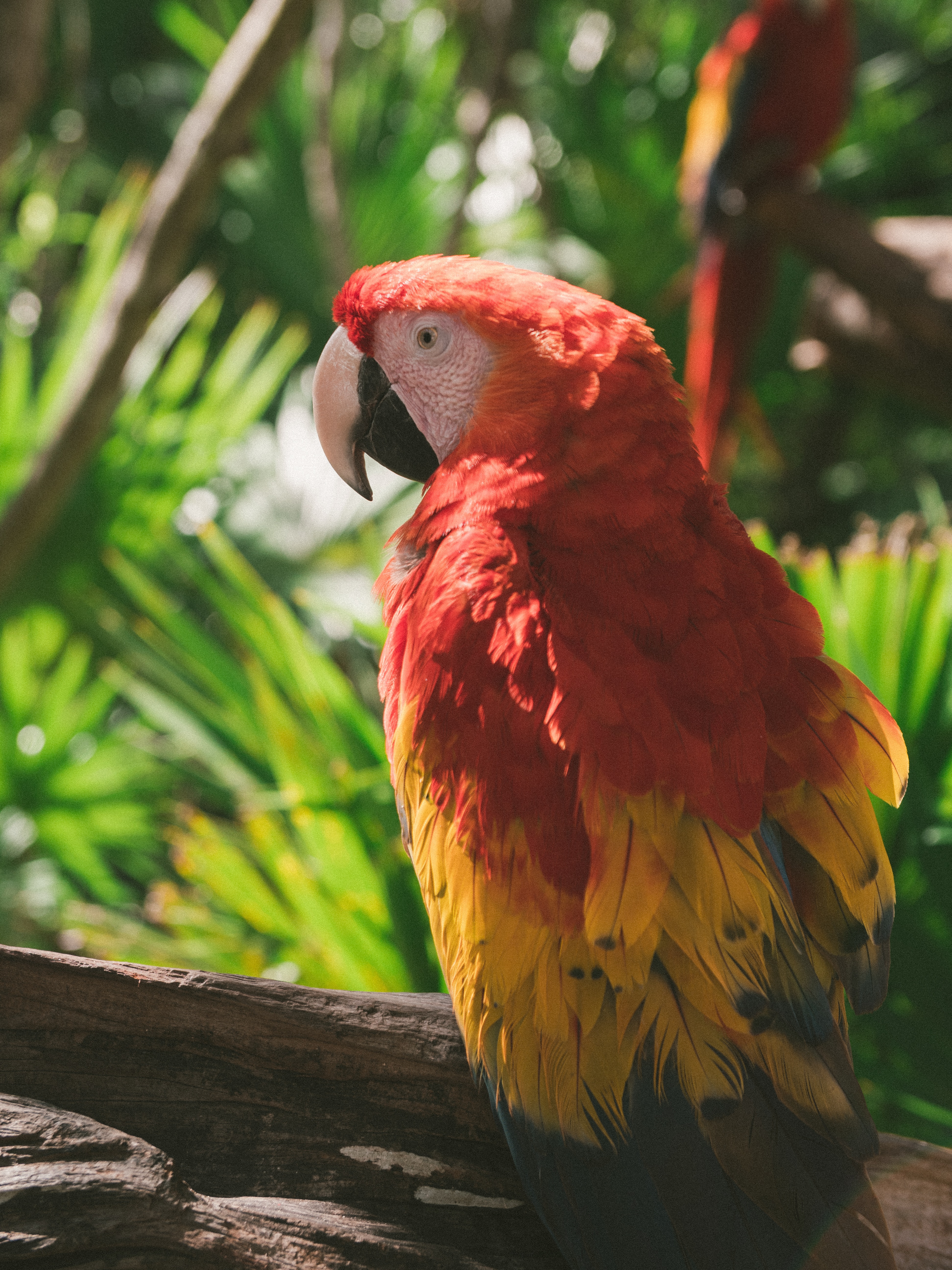 Laden Sie das Motley, Ara, Tiere, Papageien, Vogel, Mehrfarbig-Bild kostenlos auf Ihren PC-Desktop herunter