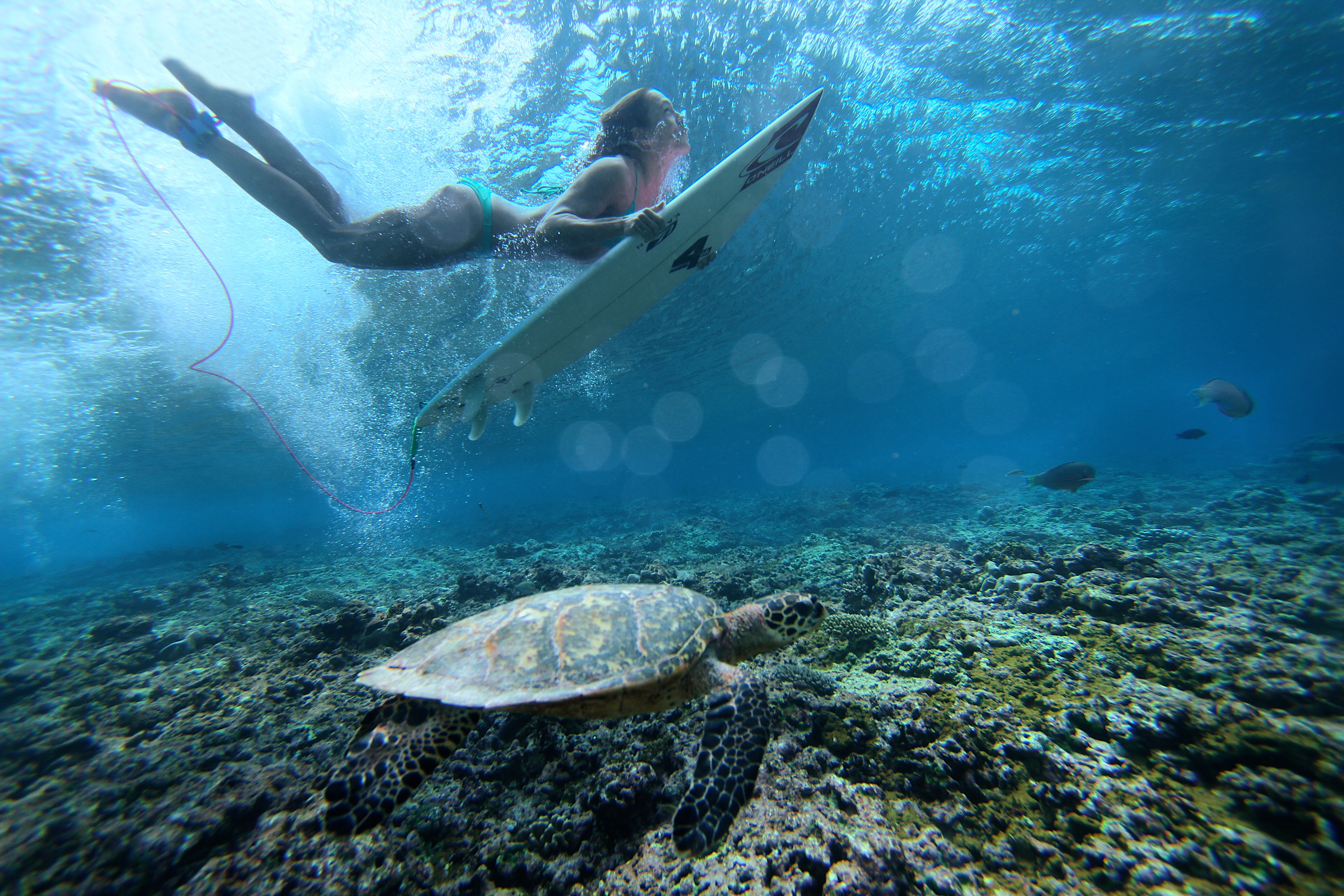 Download mobile wallpaper Sports, Underwater, Turtle, Surfing for free.