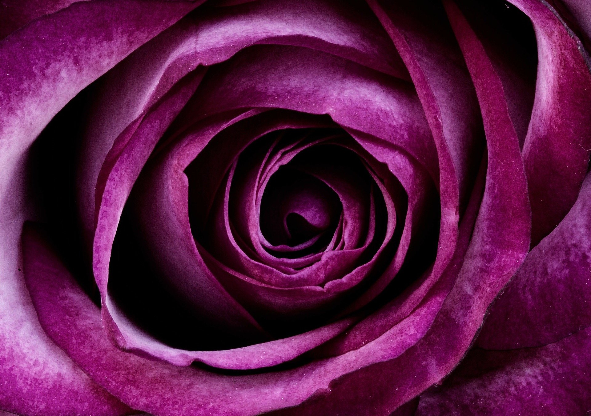 Розы фиолетового цвета