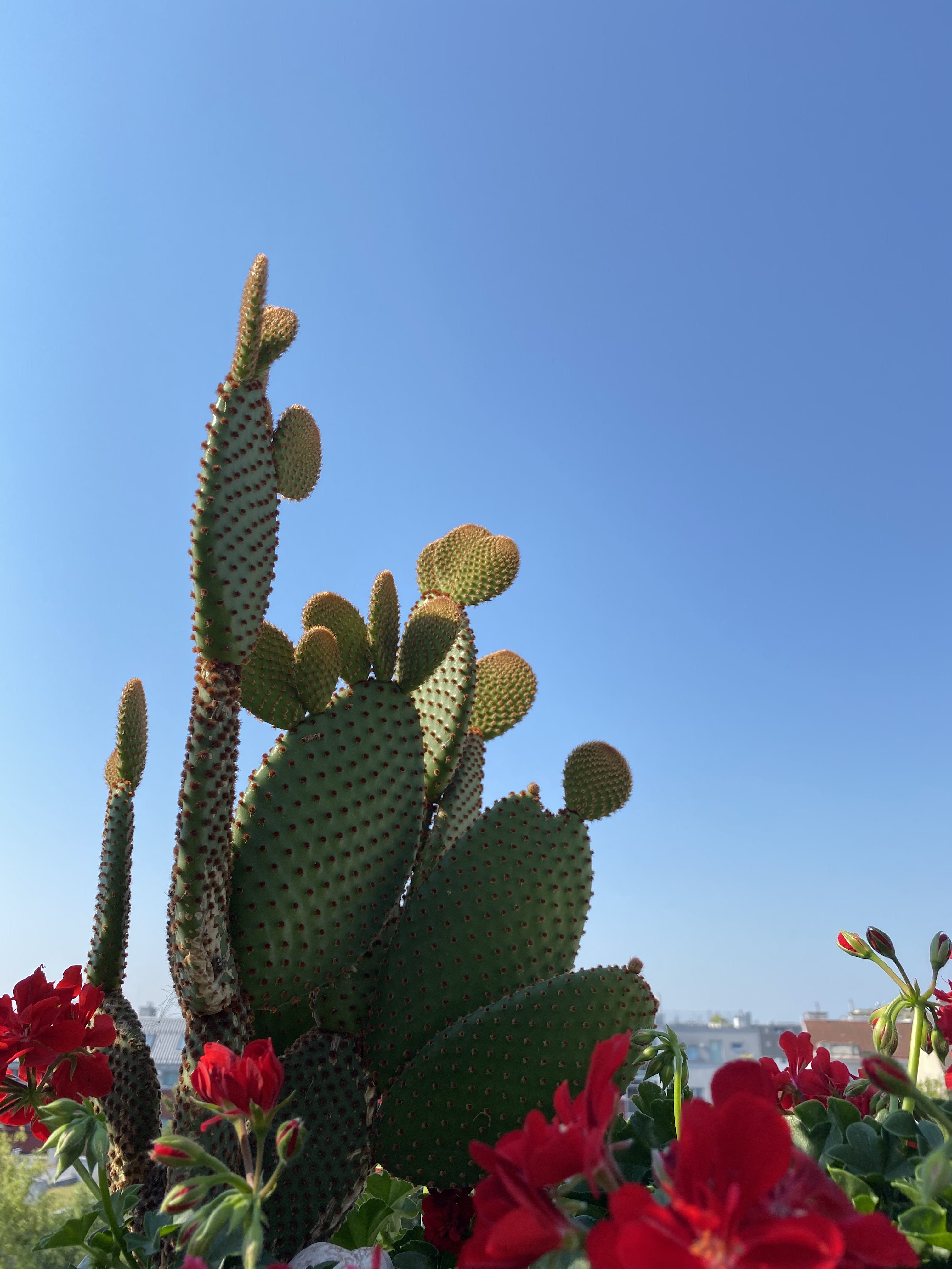 Laden Sie das Natur, Pflanze, Dornen, Stacheln, Blumen, Kaktus-Bild kostenlos auf Ihren PC-Desktop herunter