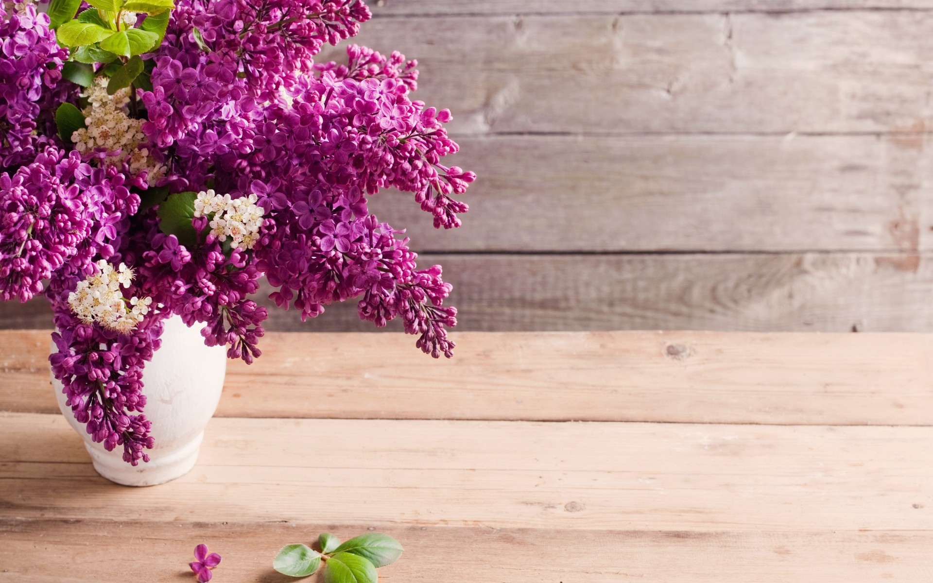 Handy-Wallpaper Blumen, Objekte, Pflanzen kostenlos herunterladen.
