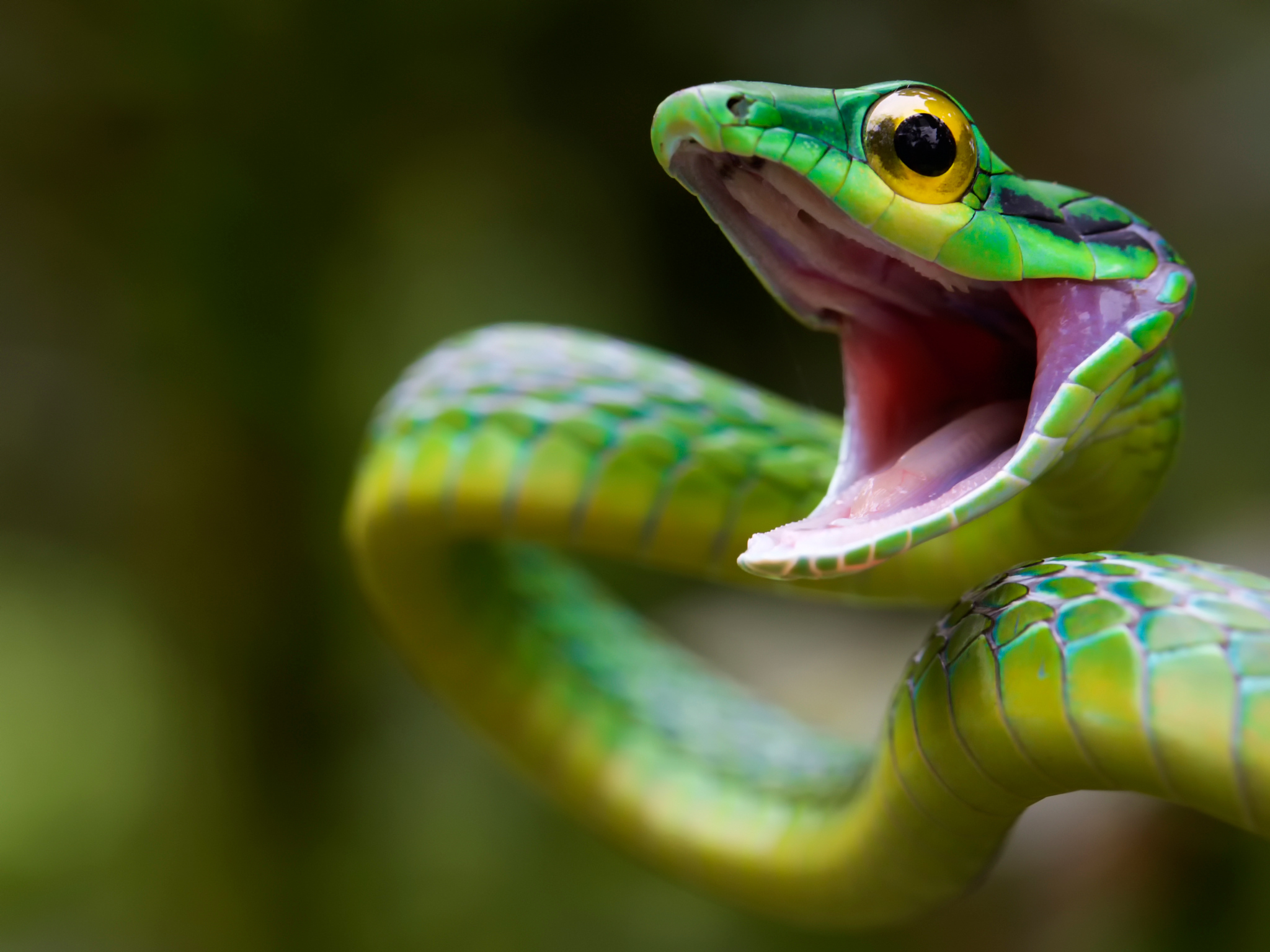 Завантажити шпалери безкоштовно Змія, Тварини, Зелена Змія, Costa Rica, Коста Ріка, Green Snake картинка на робочий стіл ПК