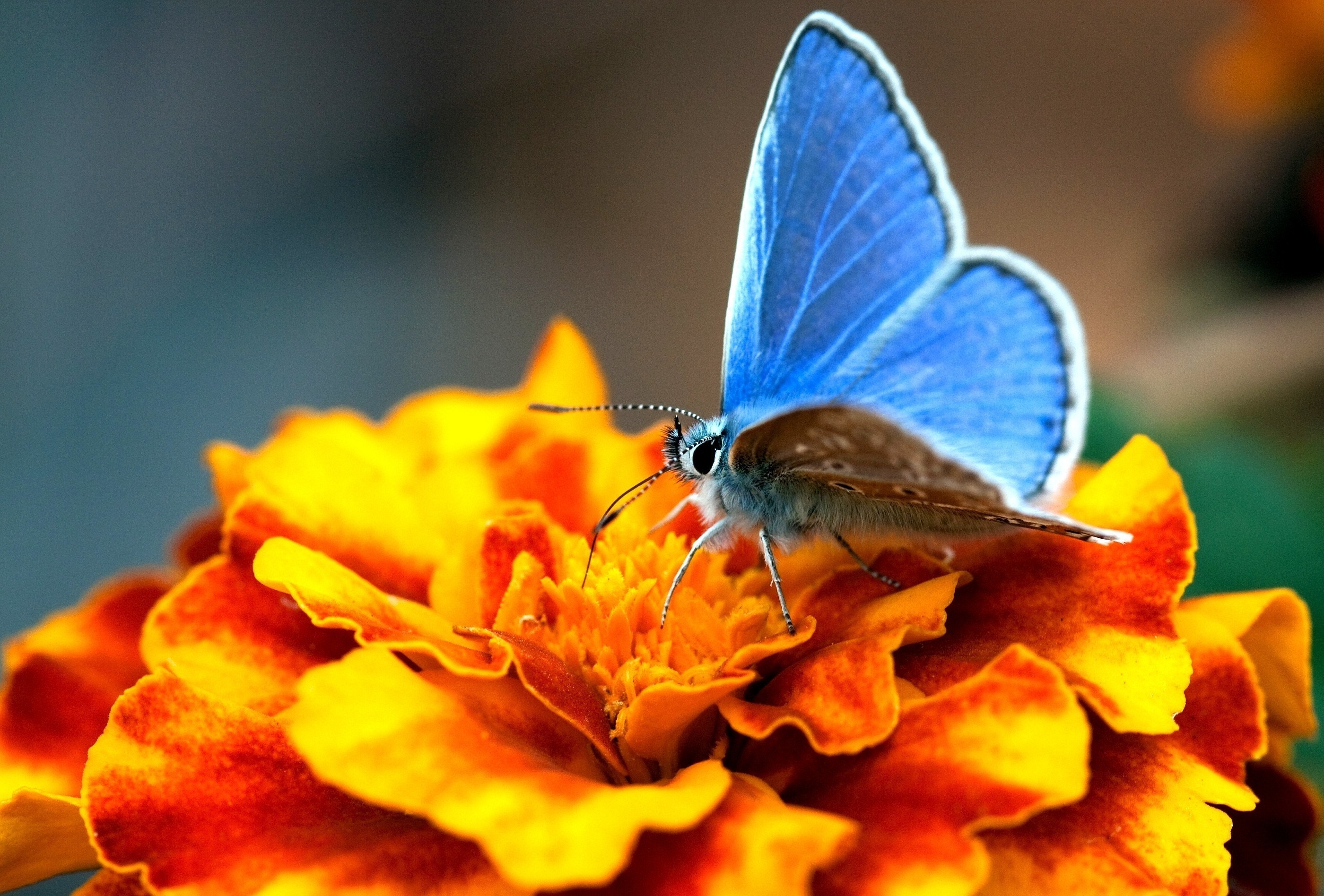 Бабочка голубянка оранжевая