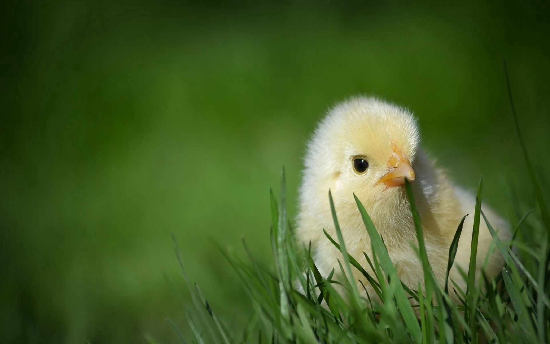 animals, grass, hide, small, chick, chicken, defenseless