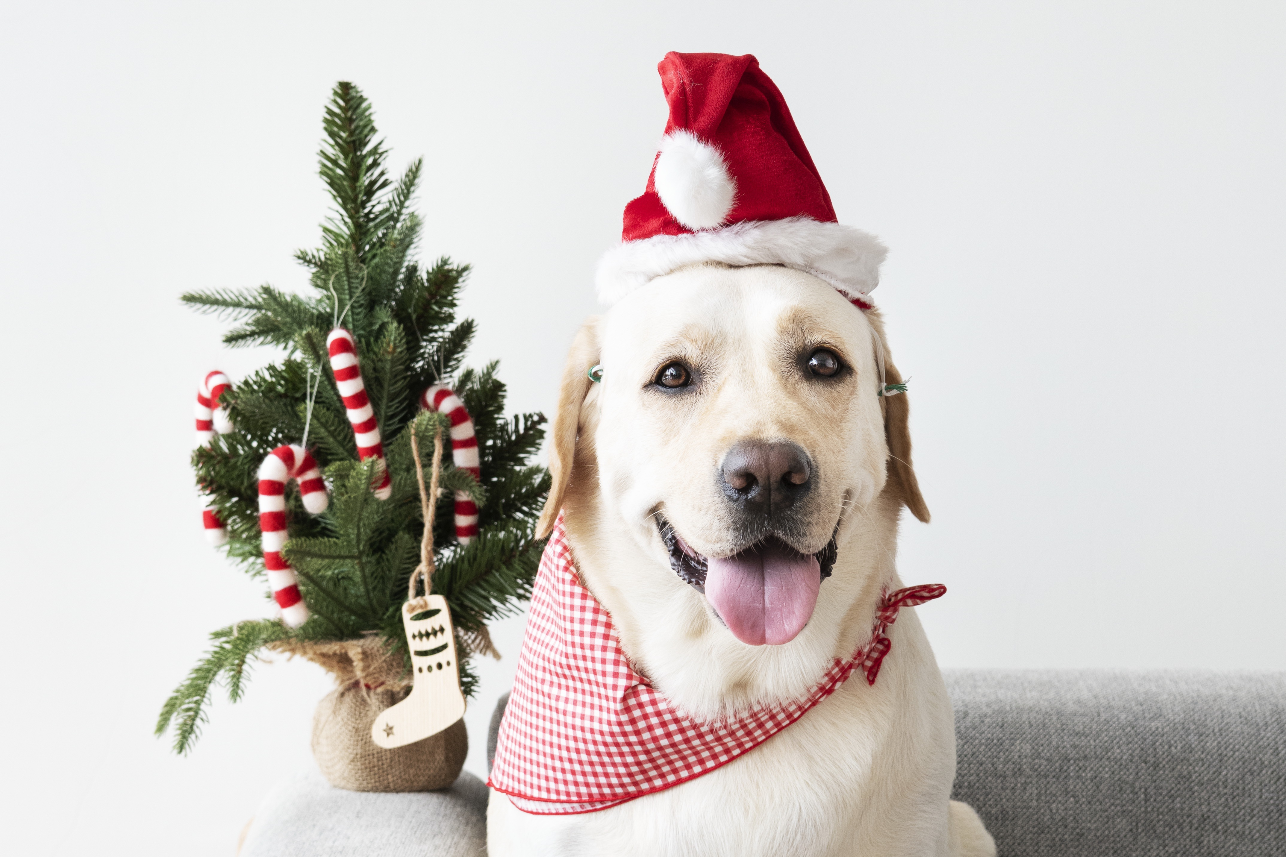 Проводим год собаки. Новогодняя собака. Собака в новогоднем колпаке. Собака в новогодней шапке. Собачка в новогоднем колпачке.