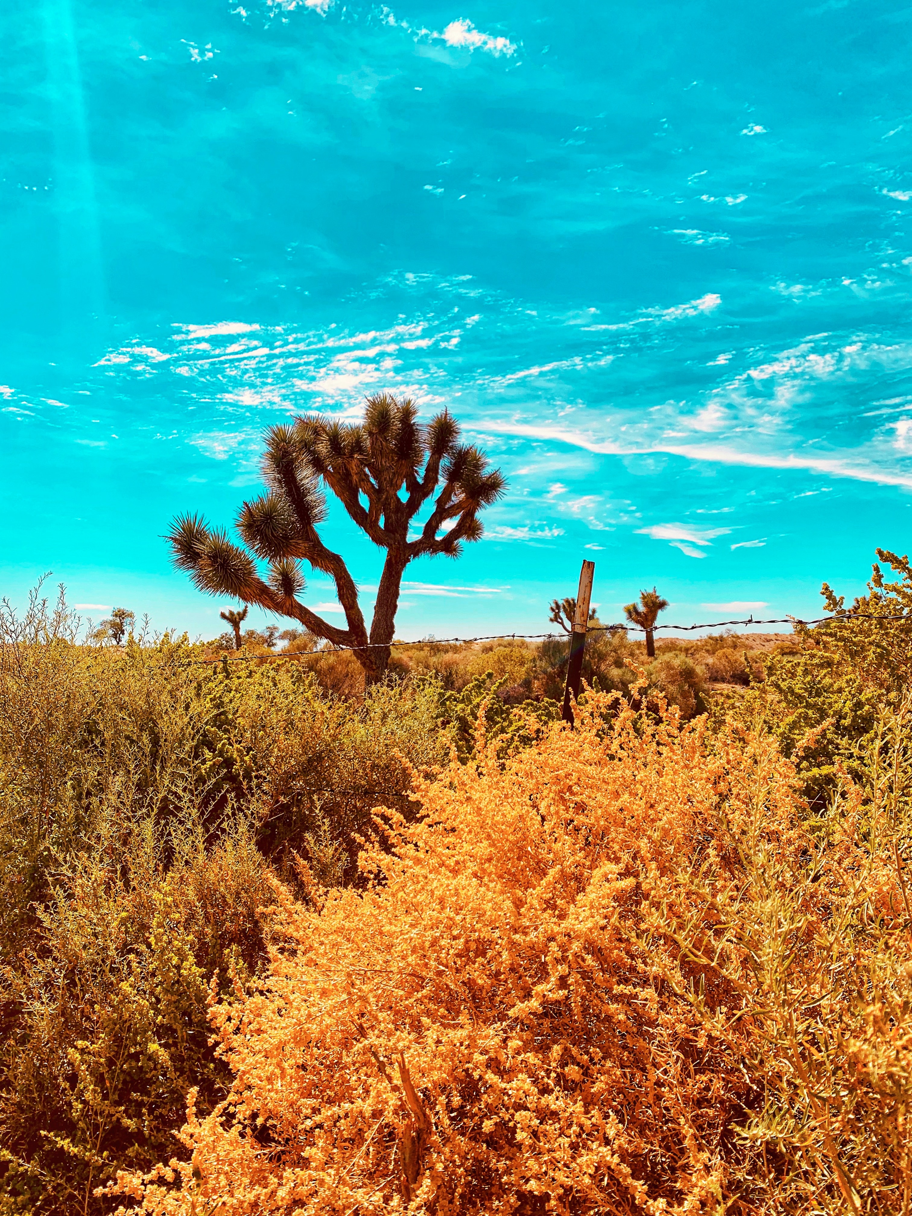 Download mobile wallpaper Cactuses, Bush, Desert, Nature, Wildlife, Plants for free.