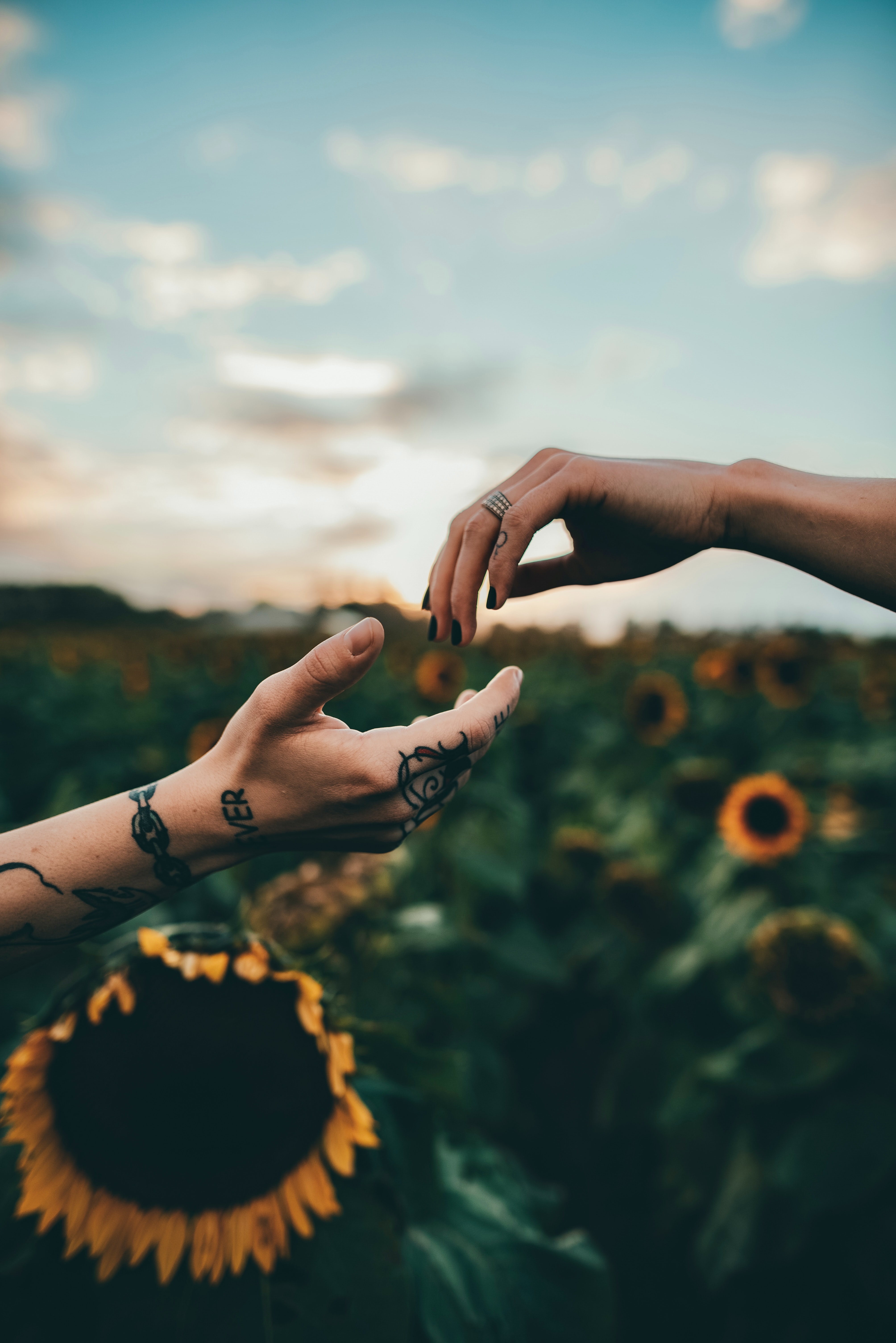 tattoo, touch, sunflowers, tattoos, miscellaneous, miscellanea, hands, touching 4K