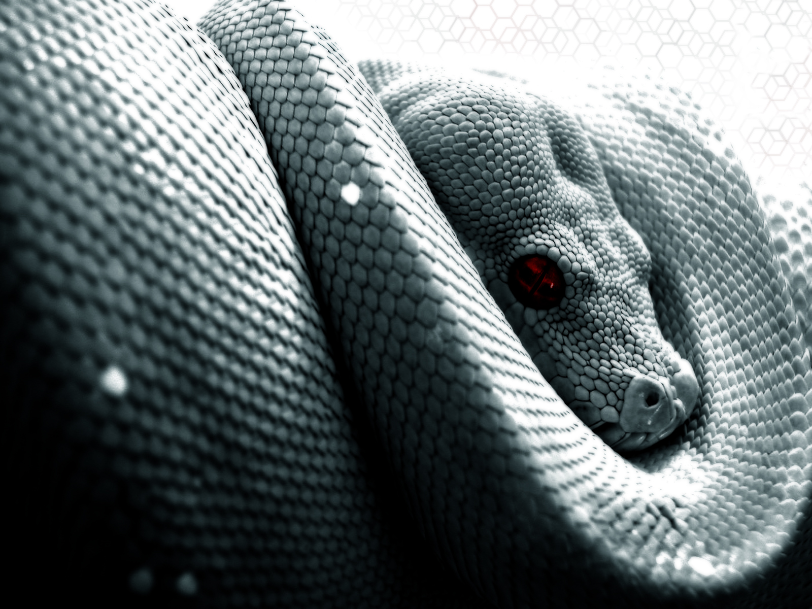 521534 Hintergrundbild herunterladen tiere, python, reptil, schlange, reptilien - Bildschirmschoner und Bilder kostenlos