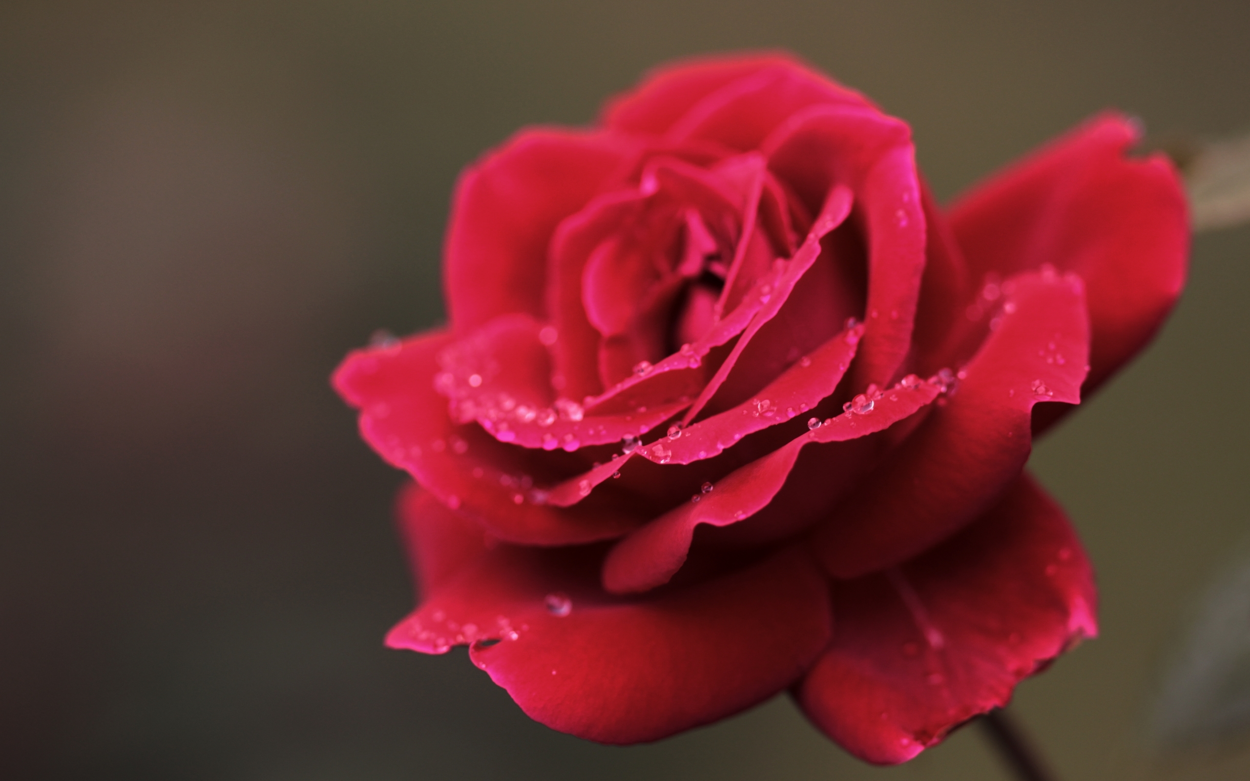 45824 Hintergrundbild herunterladen roses, pflanzen, blumen, rot - Bildschirmschoner und Bilder kostenlos
