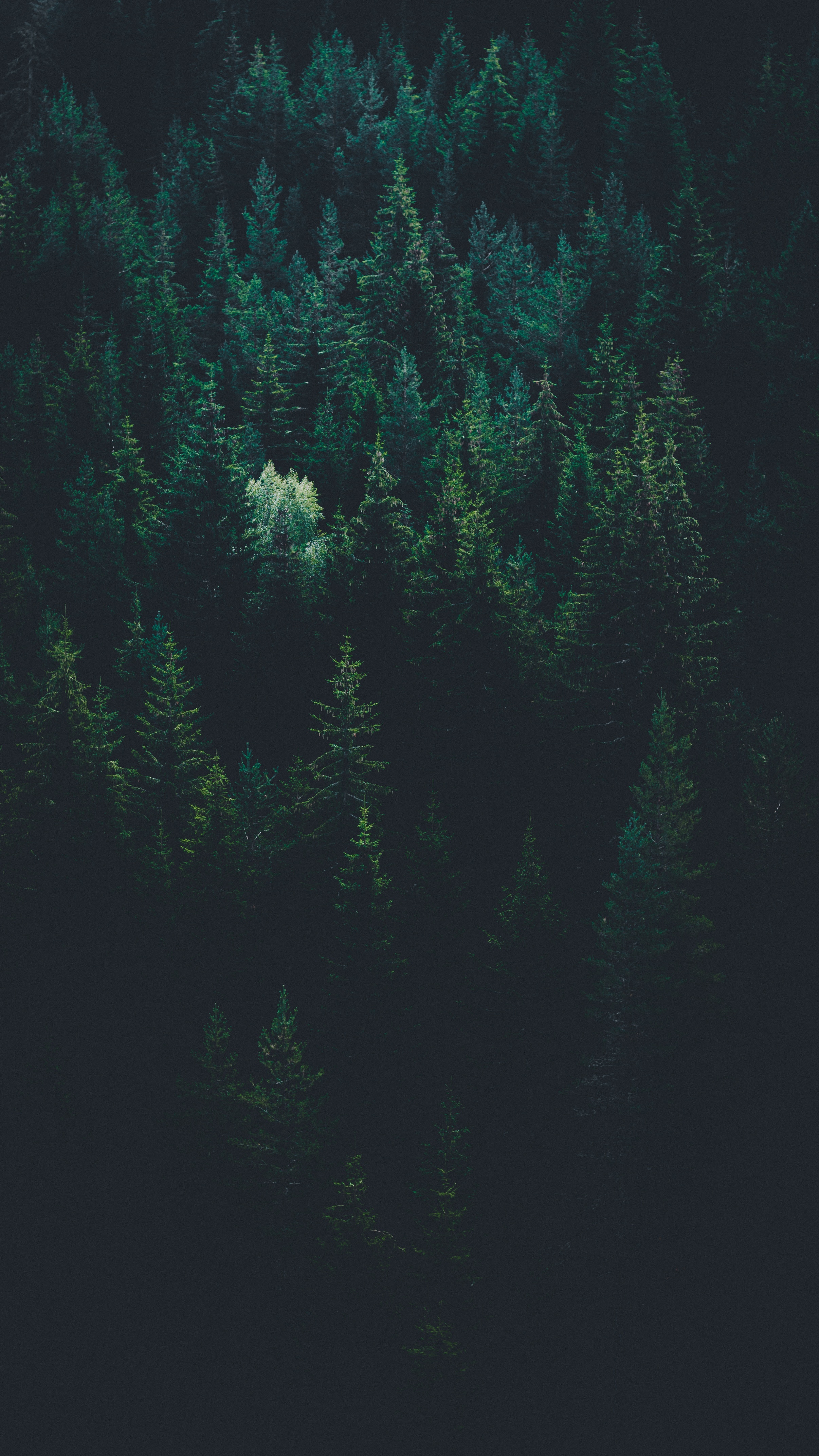 forest, view from above, dark, nature, trees wallpaper for mobile