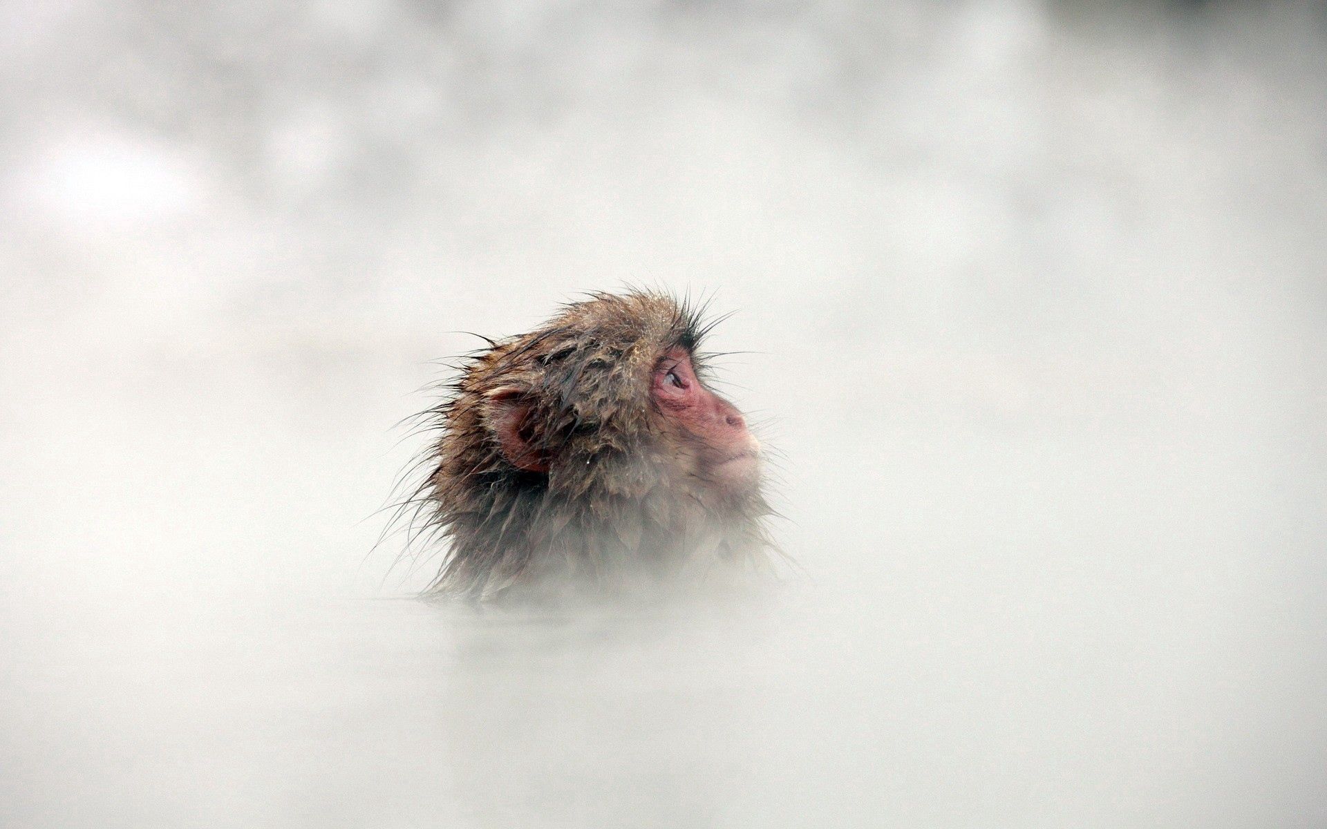 Laden Sie das Nebel, Ein Affe, Schnauze, Wolle, Tiere, Affe-Bild kostenlos auf Ihren PC-Desktop herunter