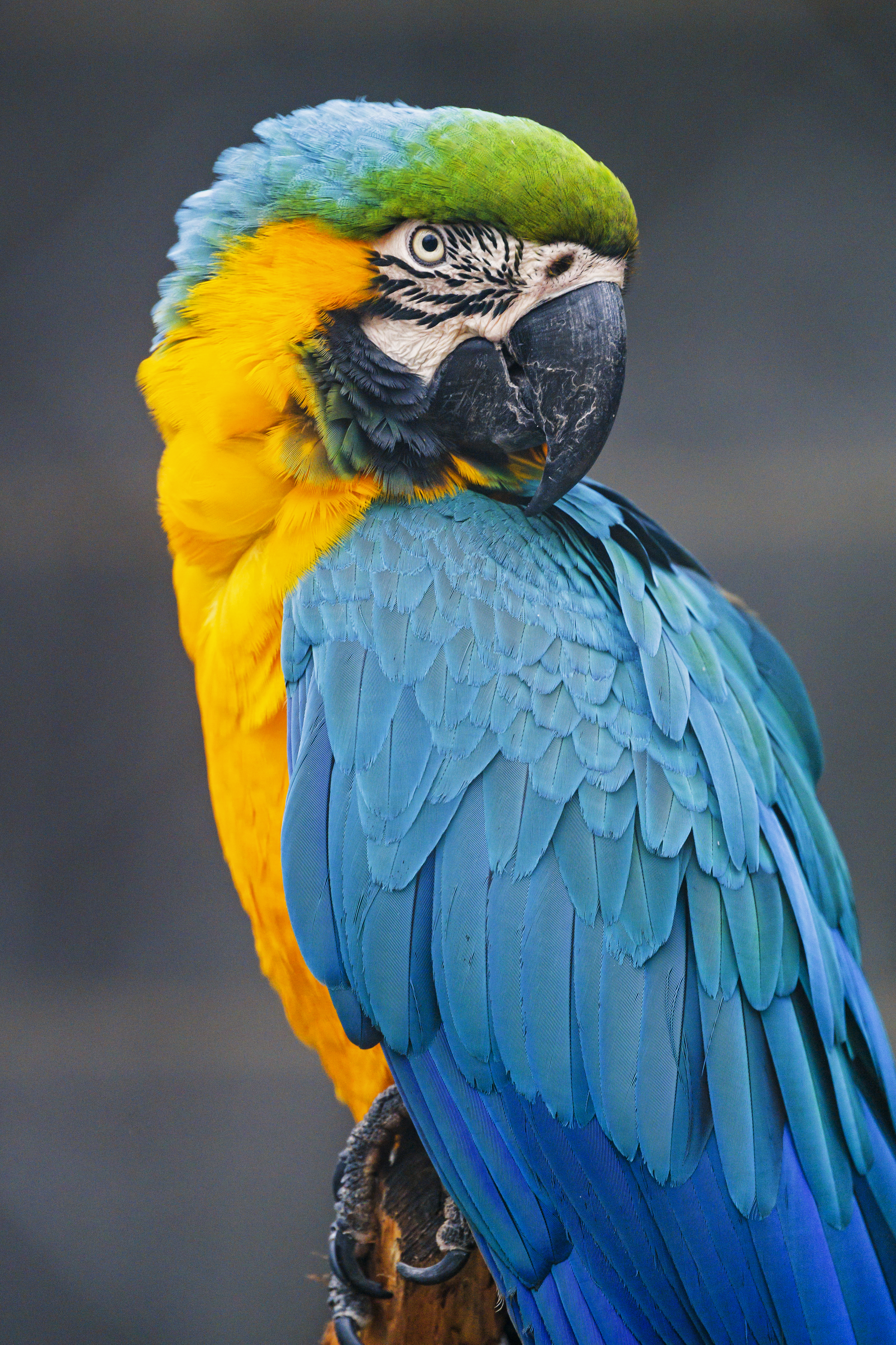 Windows Backgrounds animals, parrots, bird, multicolored, motley, wild, macaw
