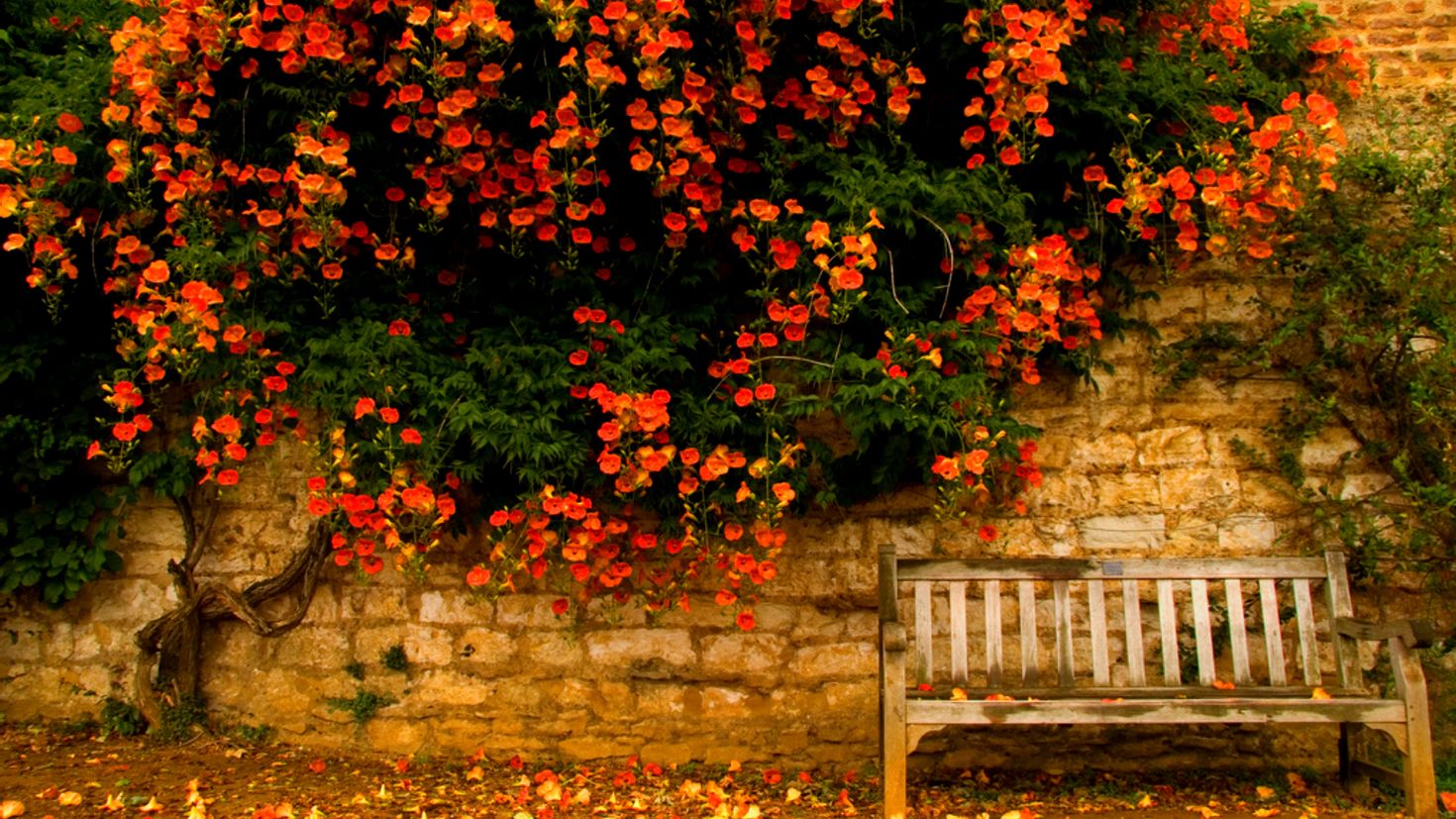 Flower fall. Осень в саду. Скамейка в саду осень. Скамейка в осеннем саду. Осенний сад.