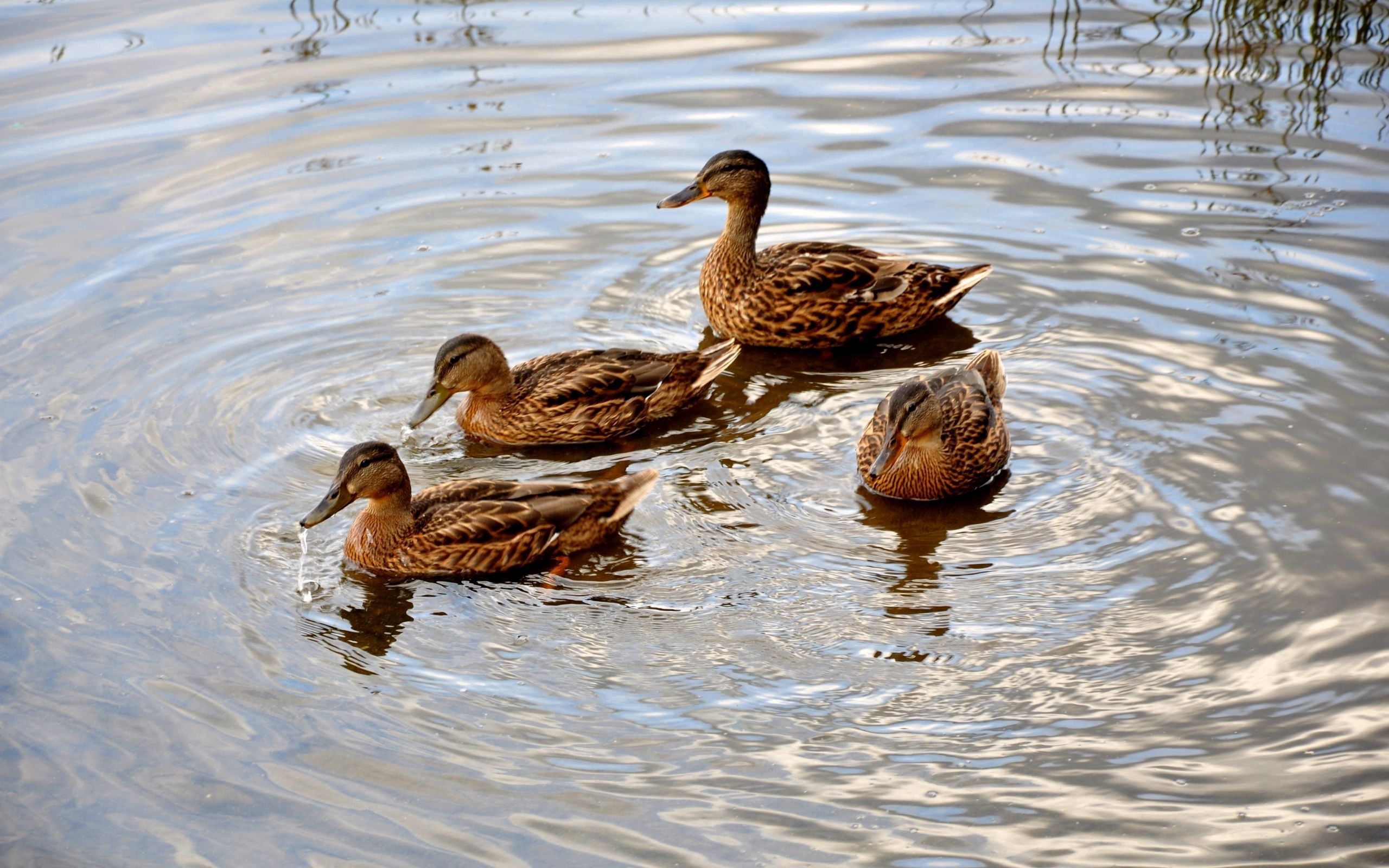 animals, ducks, lake, family, to swim, swim cellphone