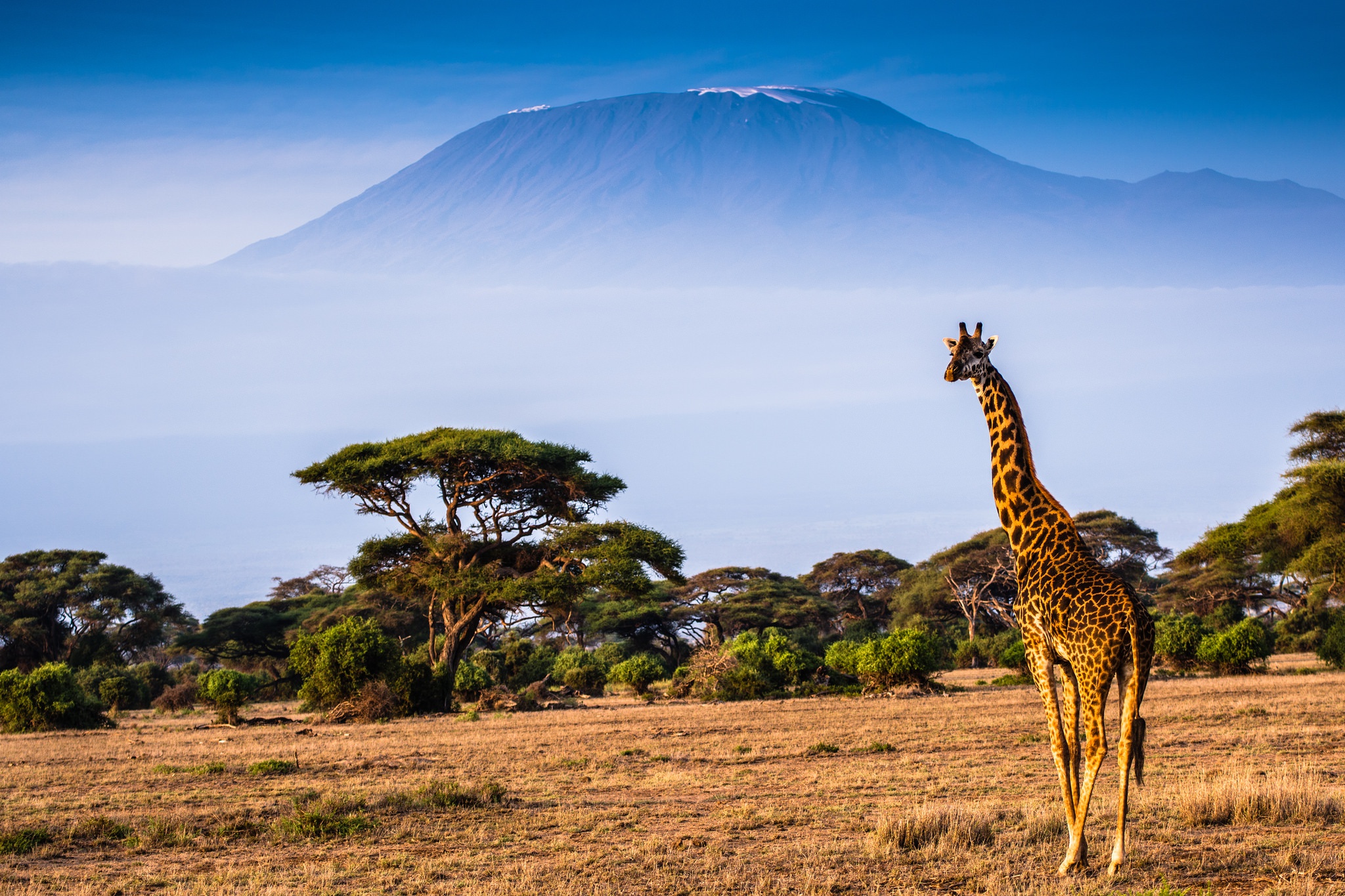 Килиманджаро Африка