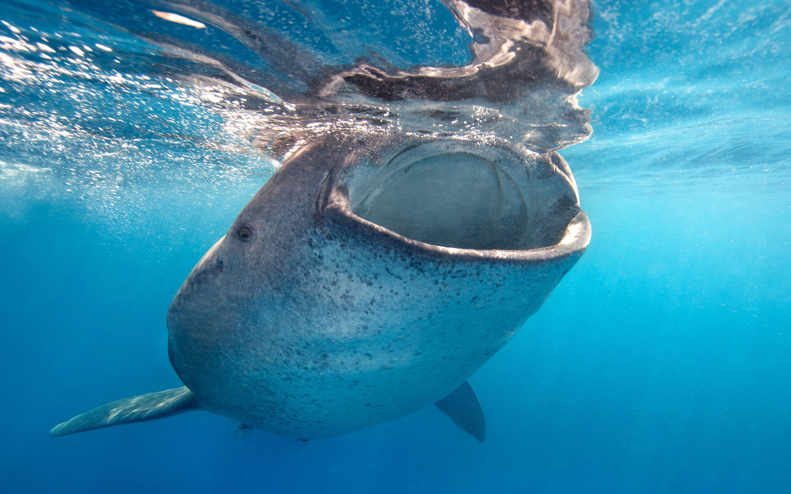 Подводный мир китовая акула