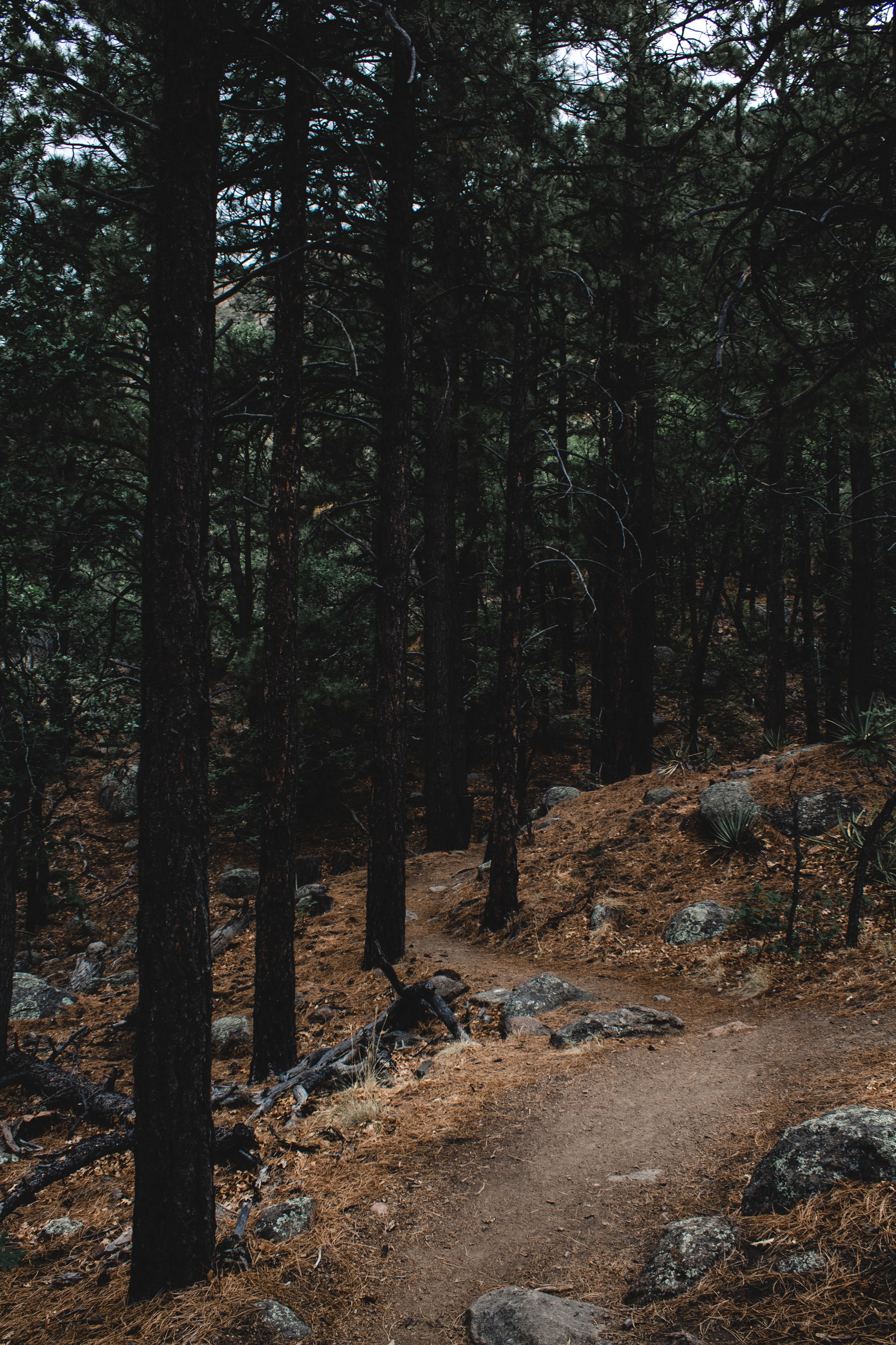 Download mobile wallpaper Slope, Trees, Trail, Stones, Forest, Path, Nature for free.