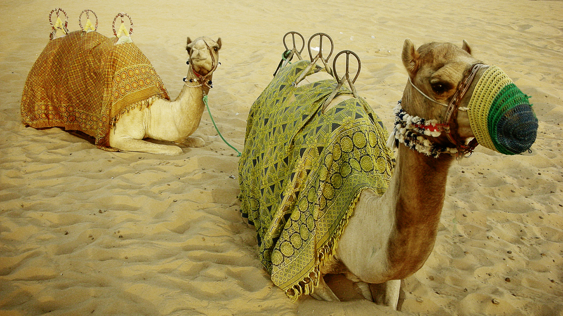 585493 免費下載壁紙 动物, 骆驼 屏保和圖片